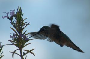 Calliope hummingbird & rosemar-05_edited-1