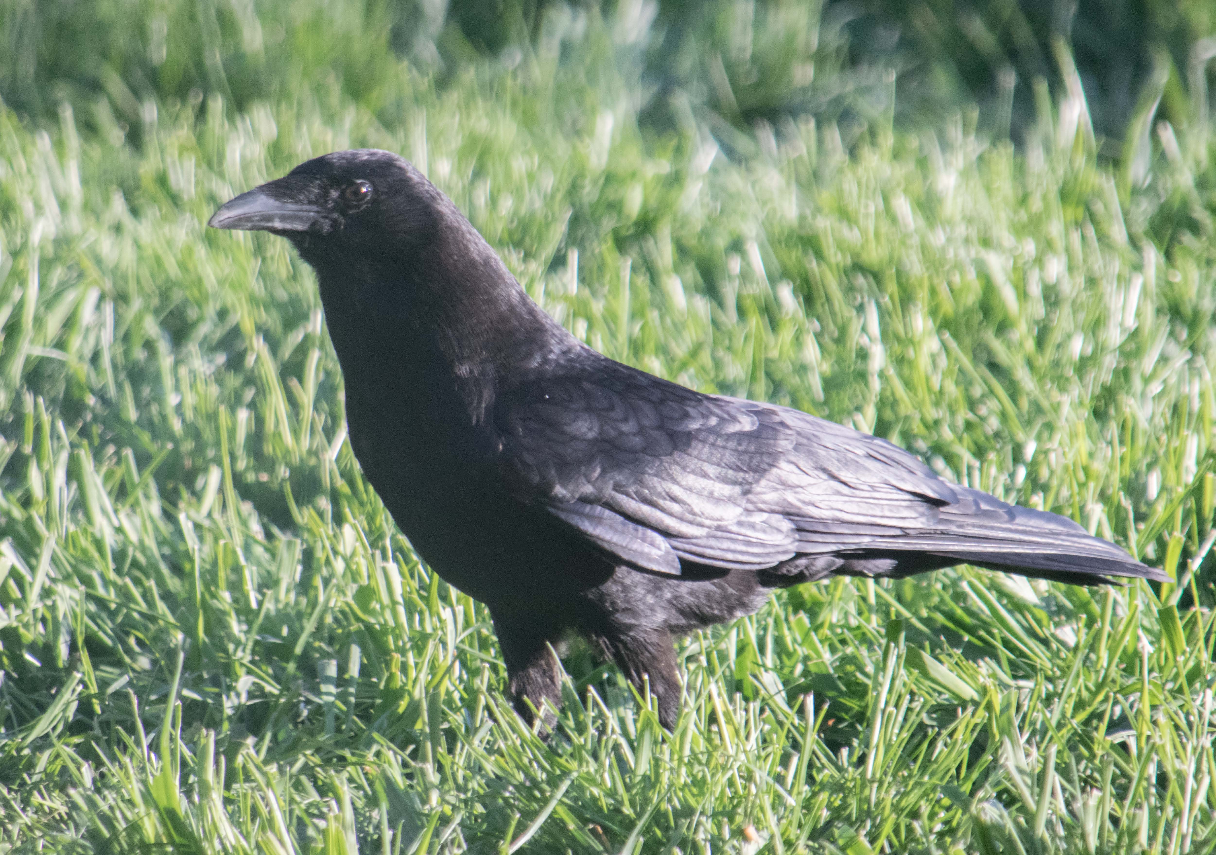 foraging crow-14