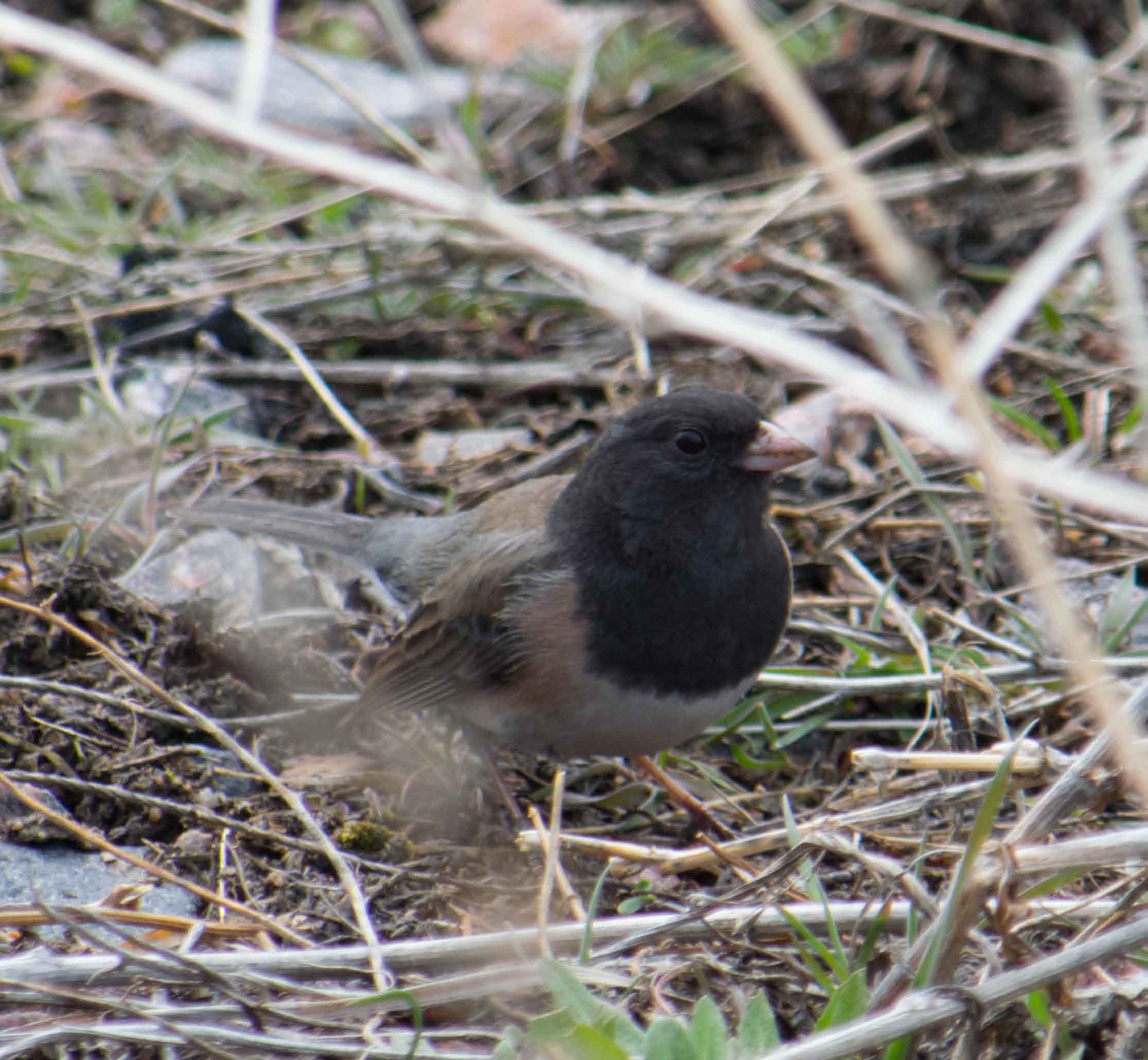 dark-eyed juncos-1