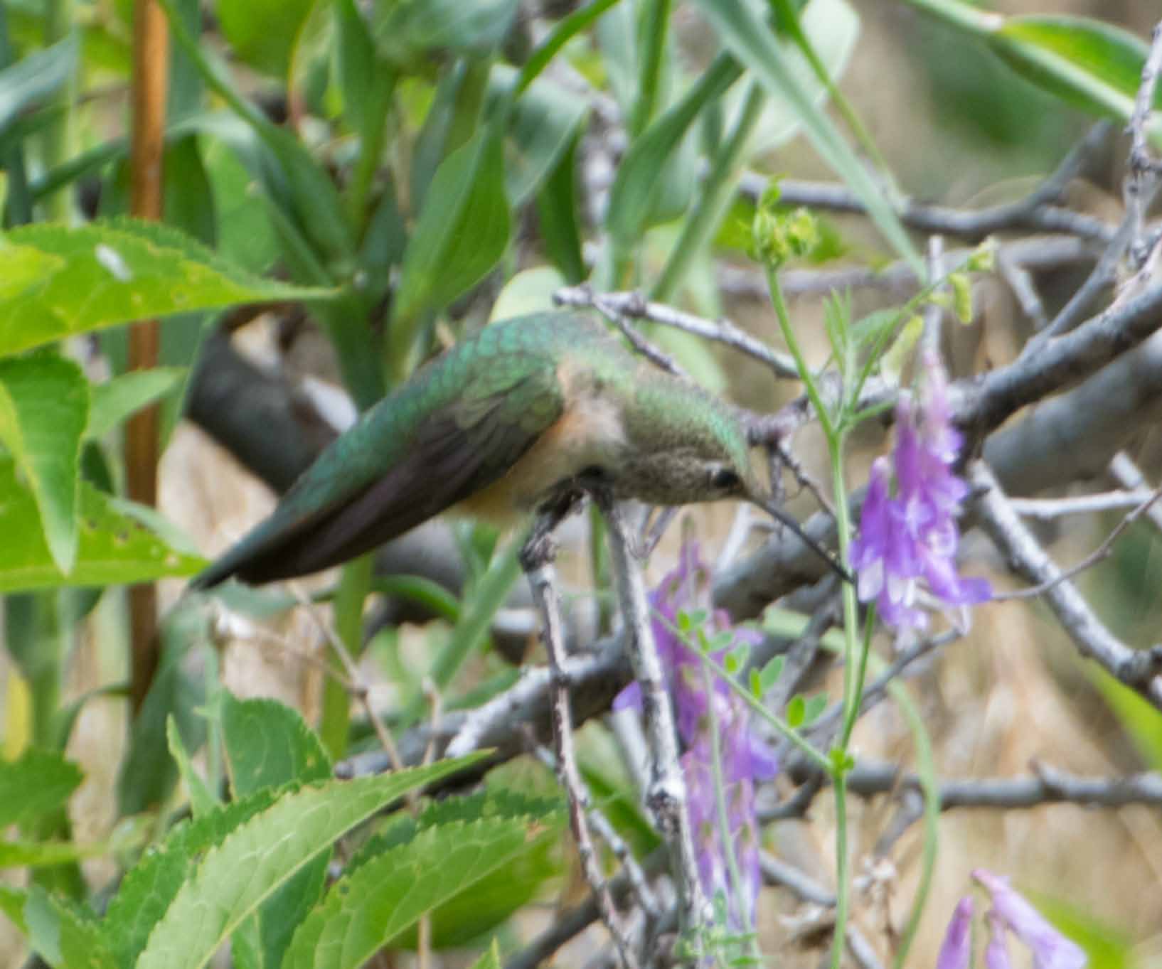 broadtailed hummingbird 3