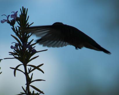 Calliope hummingbird & rosemar-03_edited-1