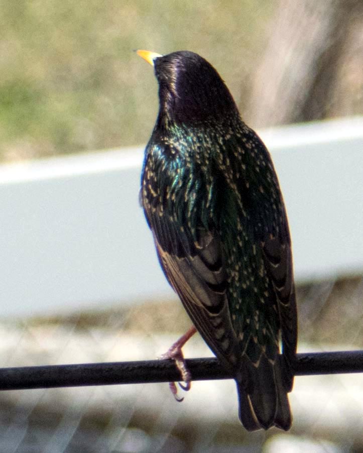 spectacular starling-1_edited-1