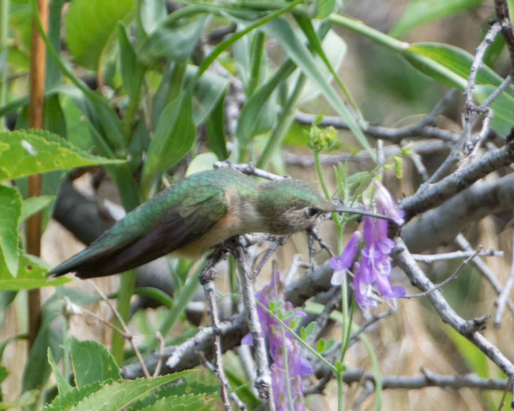 broadtailed hummingbird 1