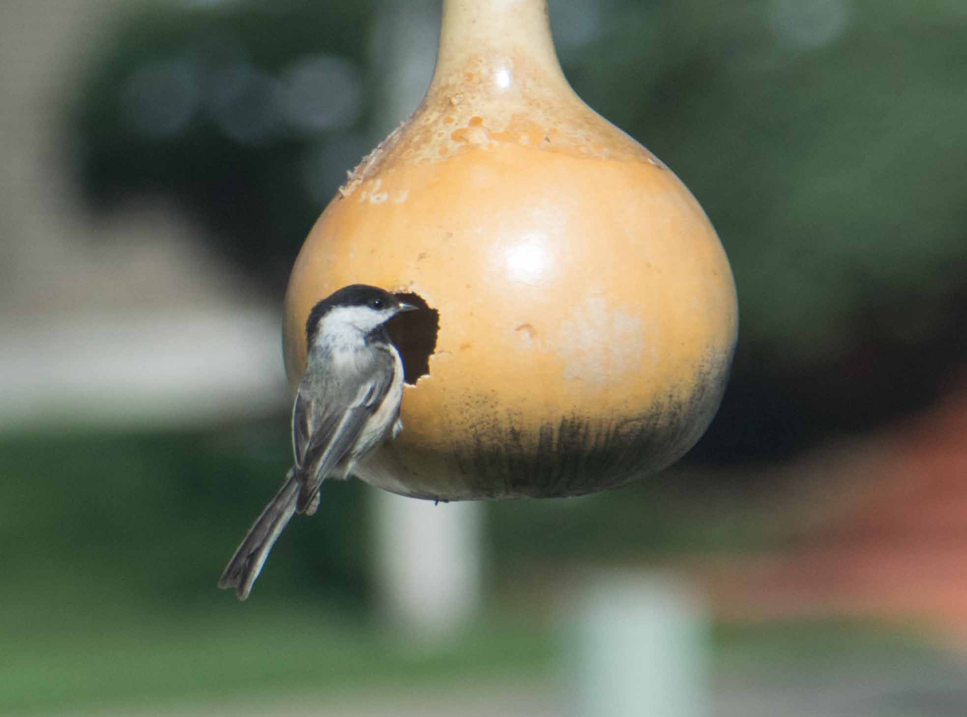 black-capped chickadee-1
