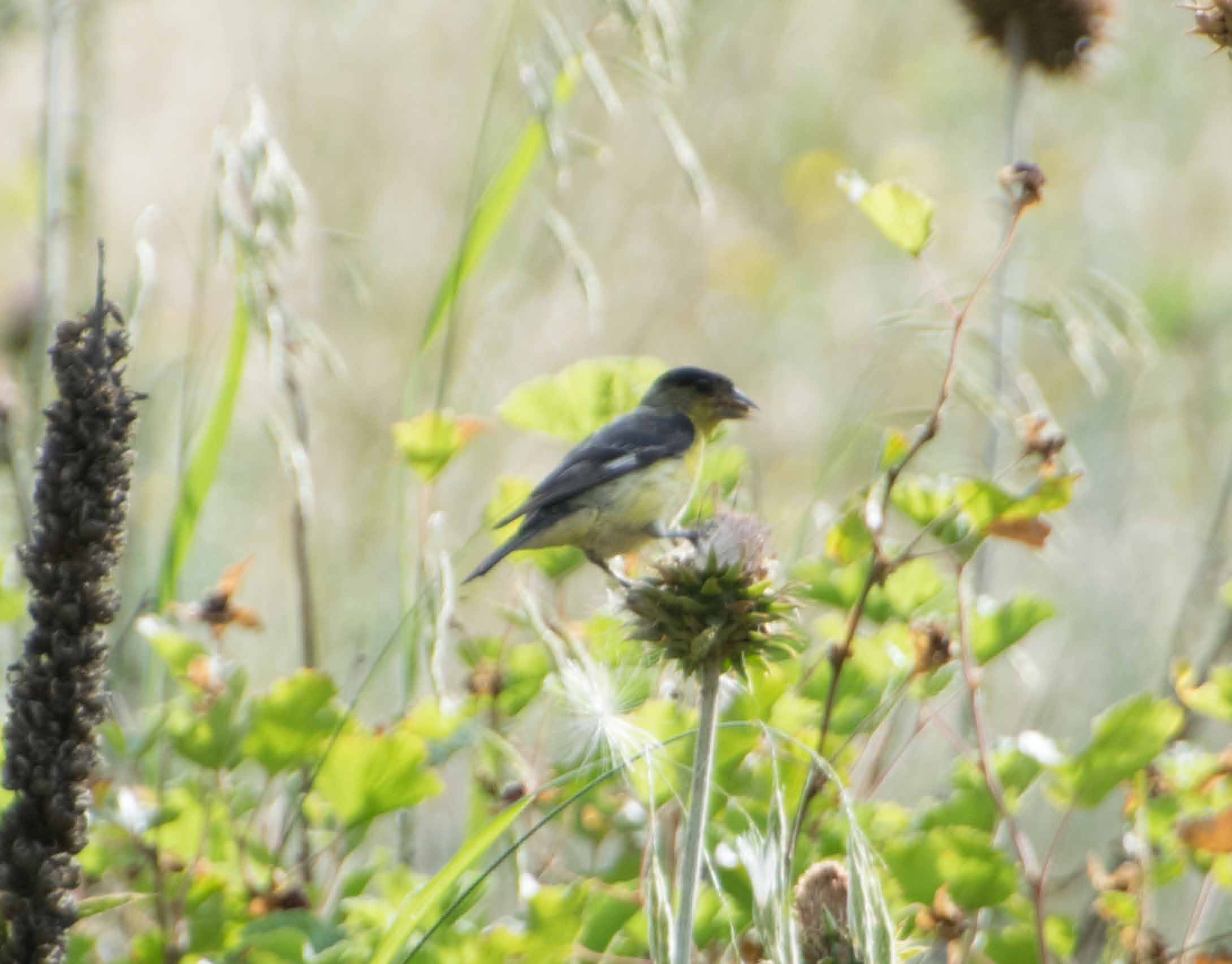 Male lesser goldfinch on thist-3