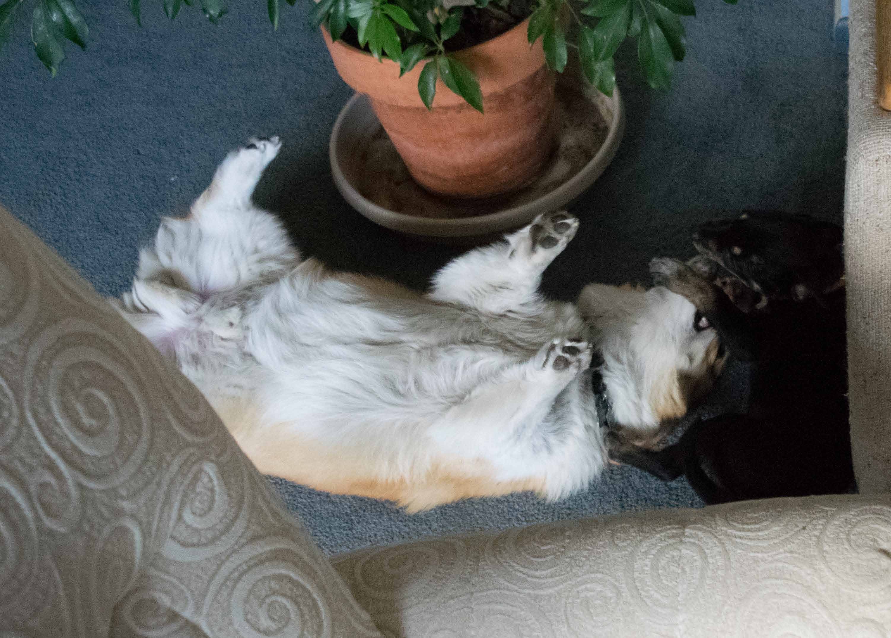 tegan-and-darwin-playing-15