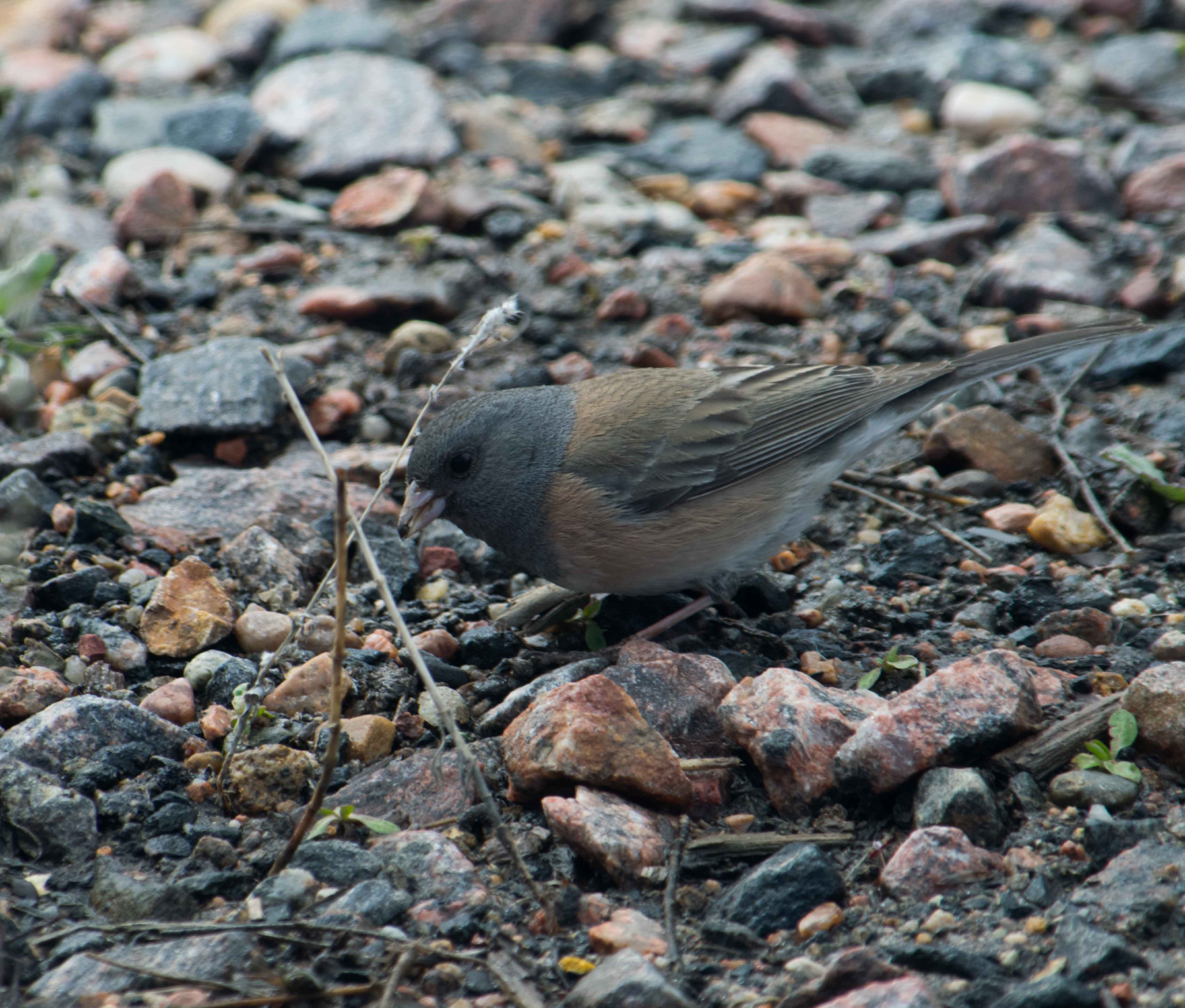 dark-eyed juncos-7