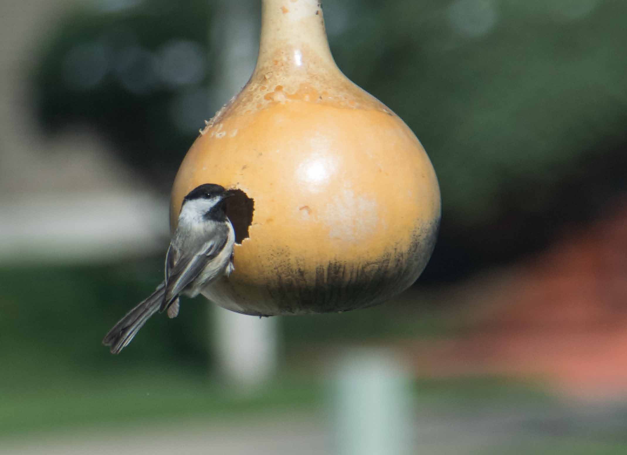 black-capped chickadee-3