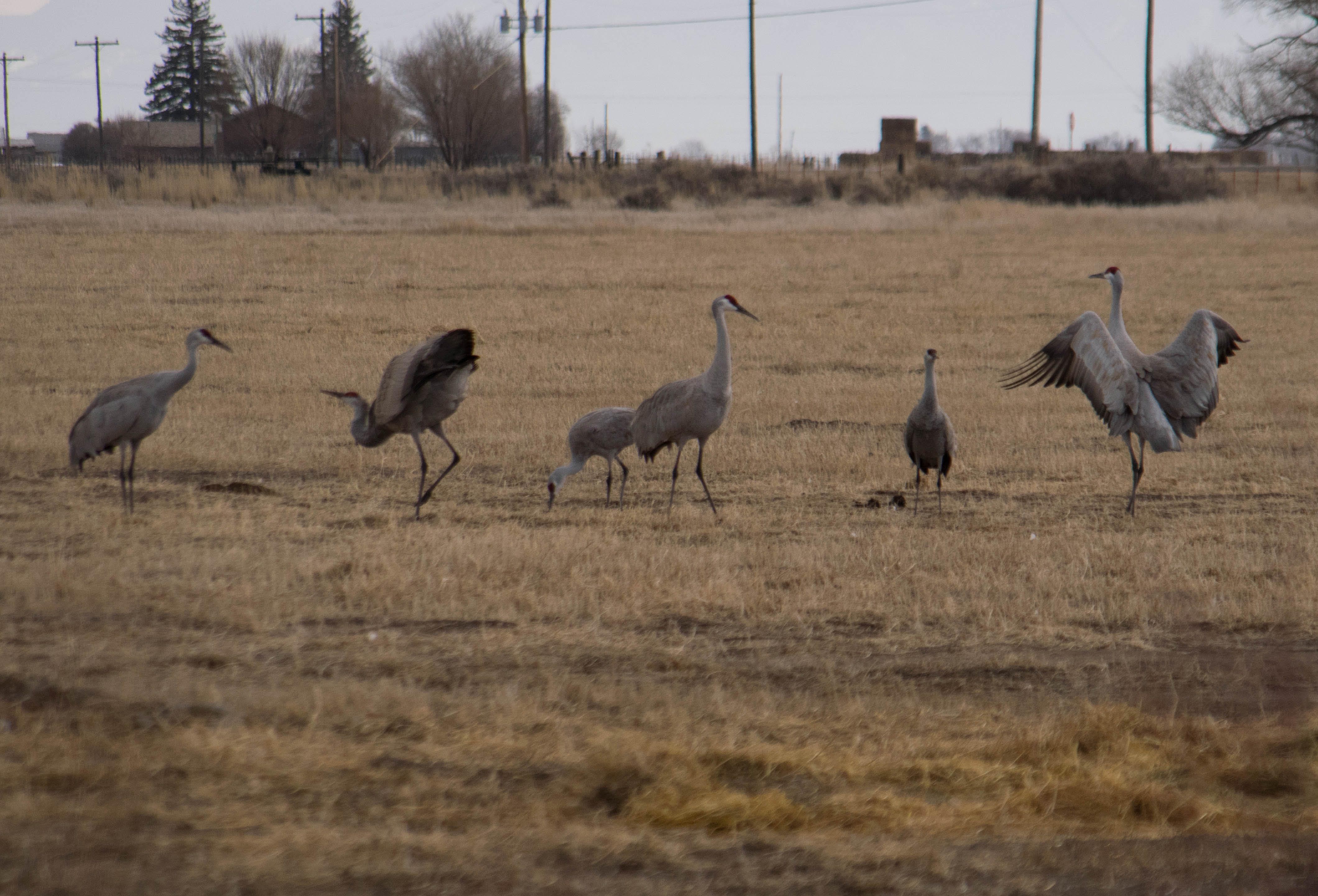 dancing sandhills-3-1_edited-1