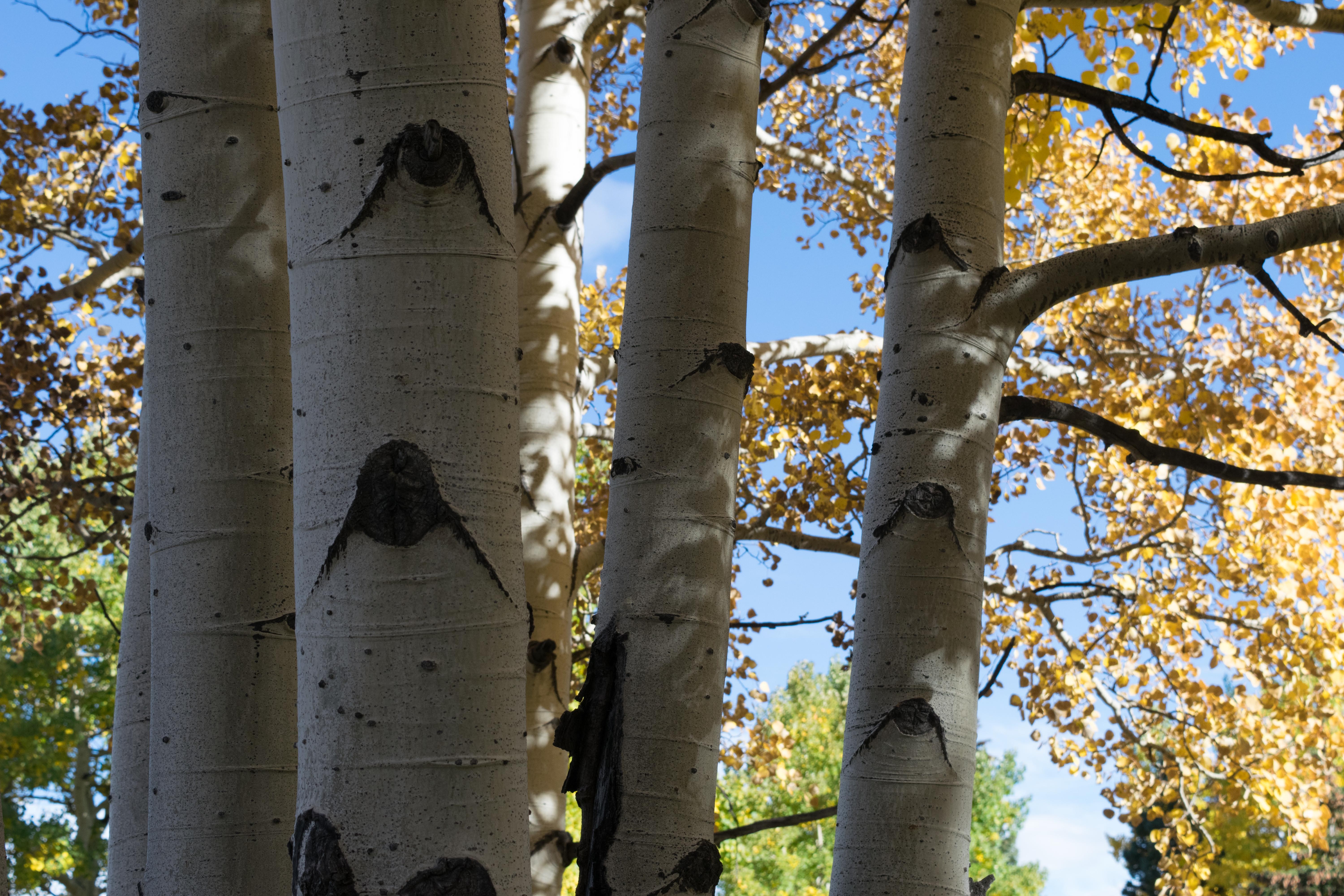 aspen-meadow-7