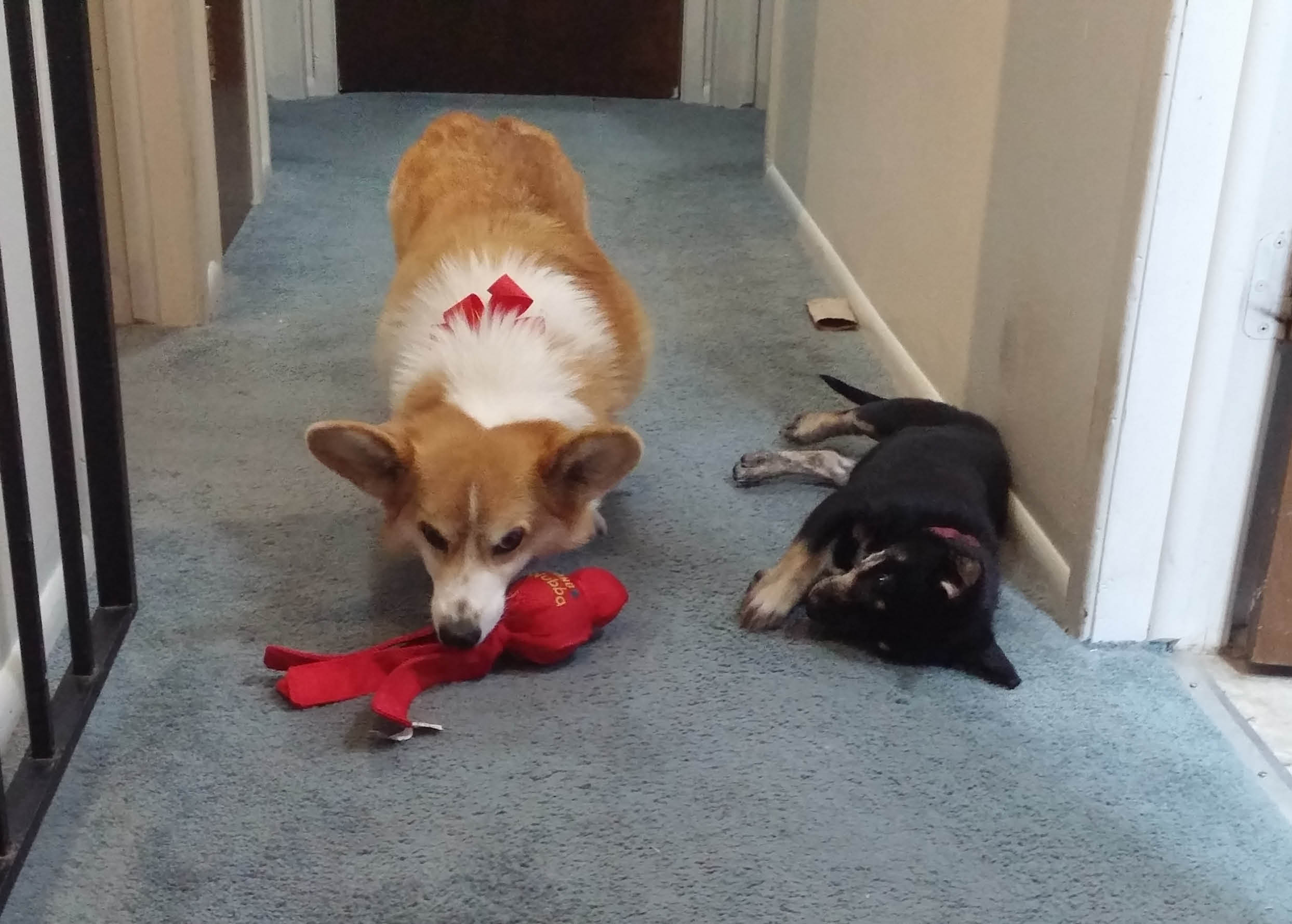 darwin-tegan-and-octi-1