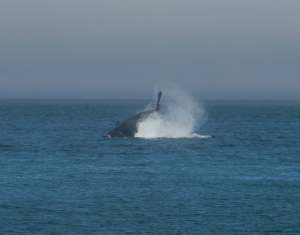 This time a whale is slapping it's tail flukes.