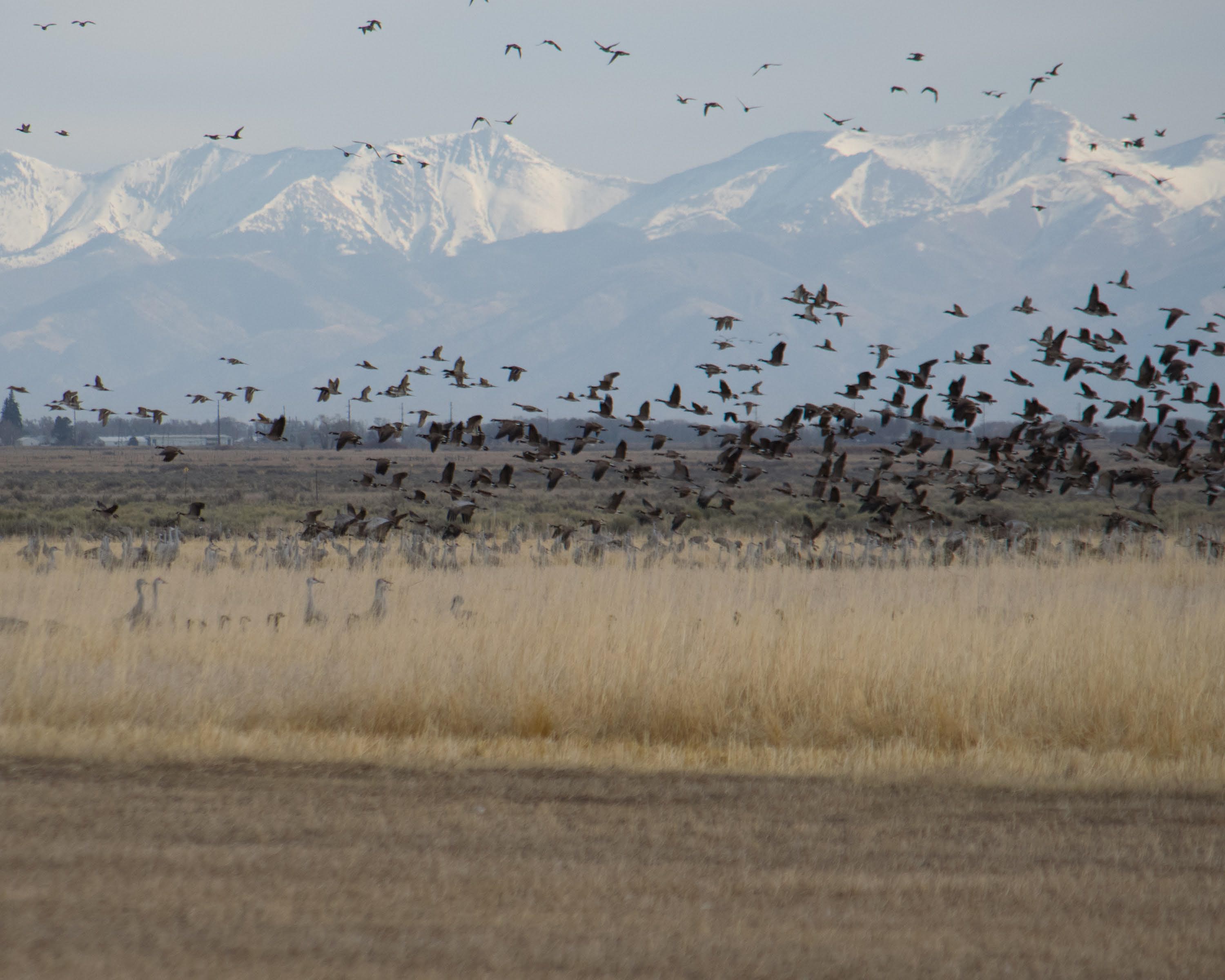 Sandhill lift-off-6_edited-1