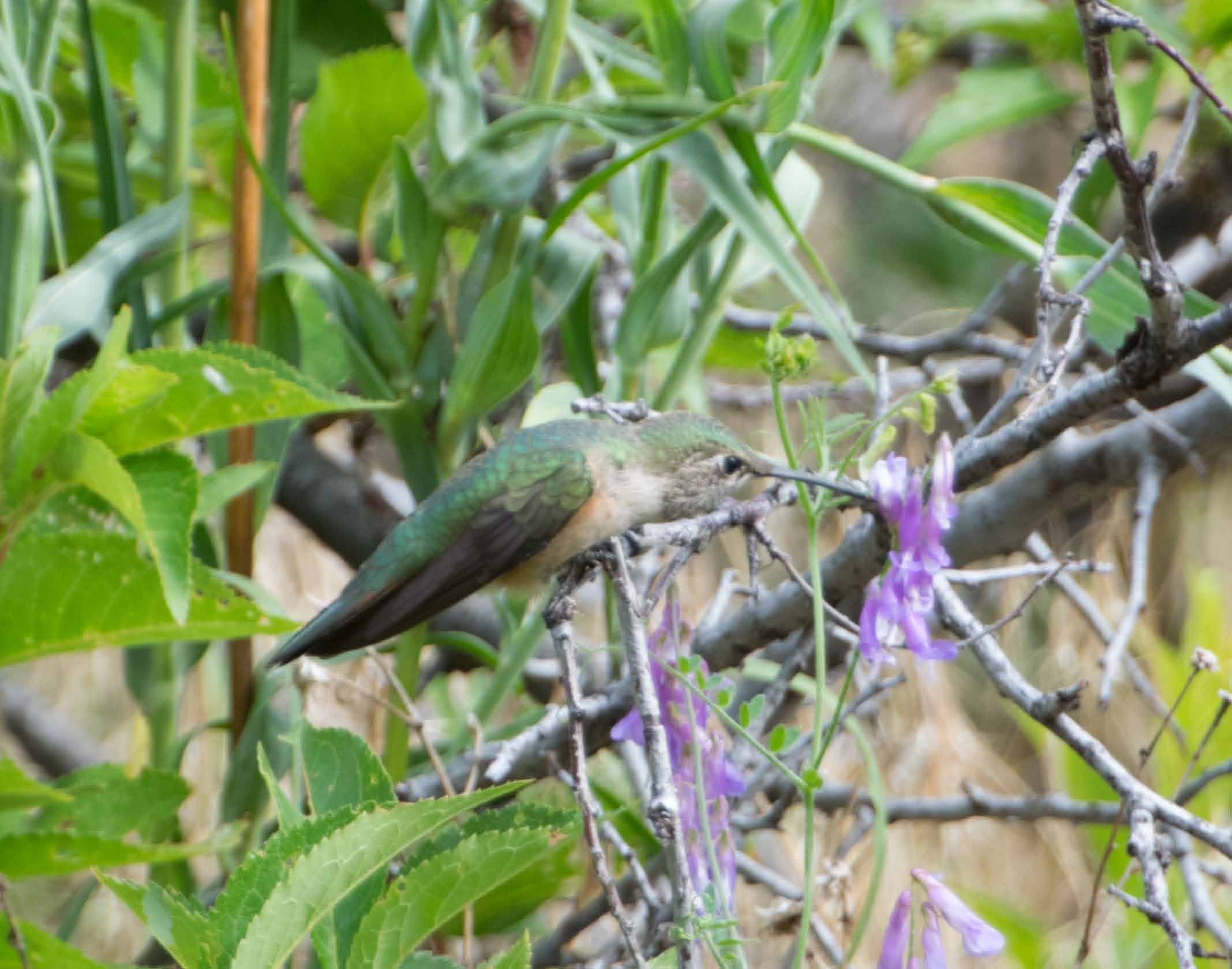 broadtailed hummingbird 6