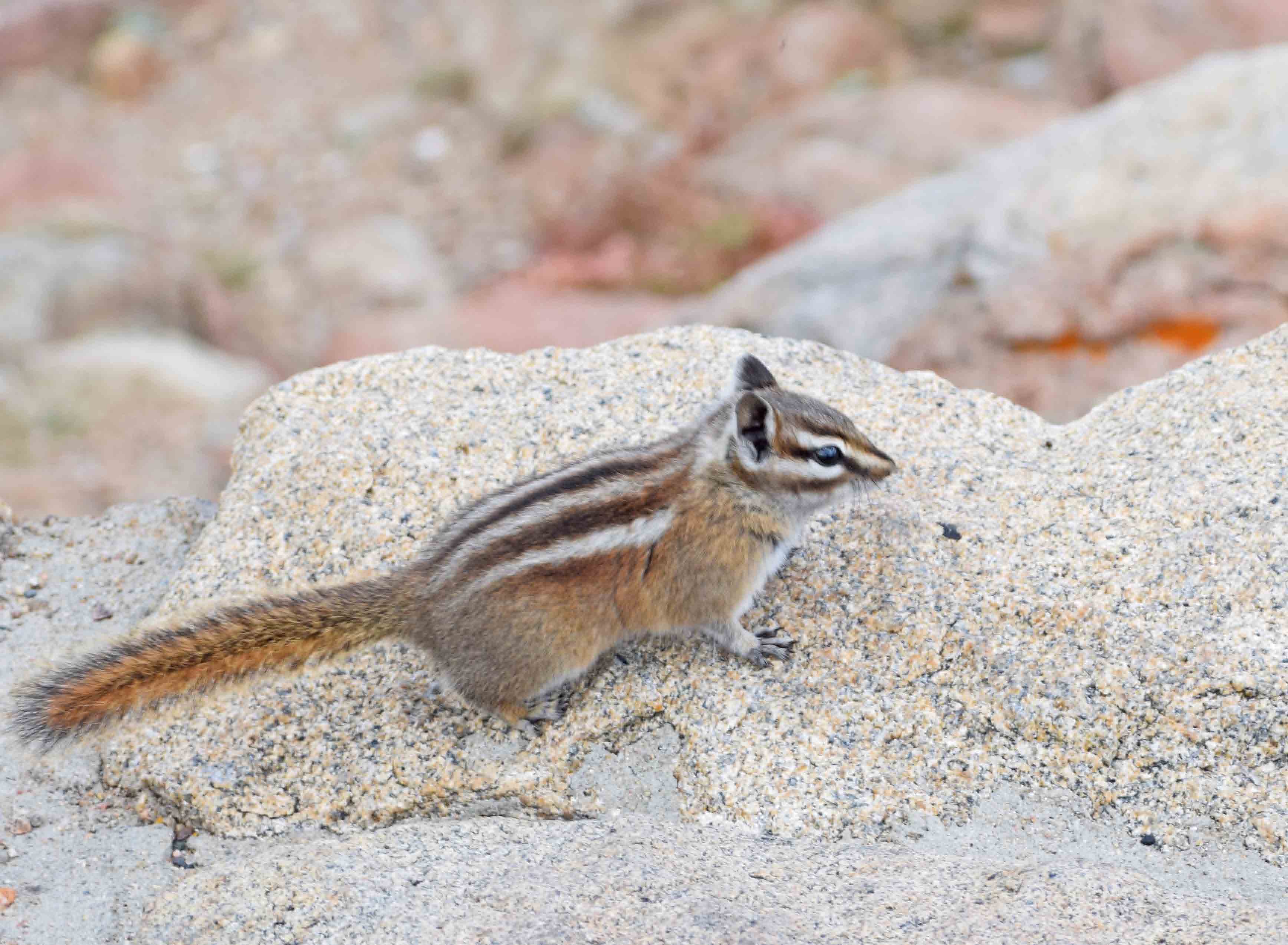 Chipmunk-1_edited-2