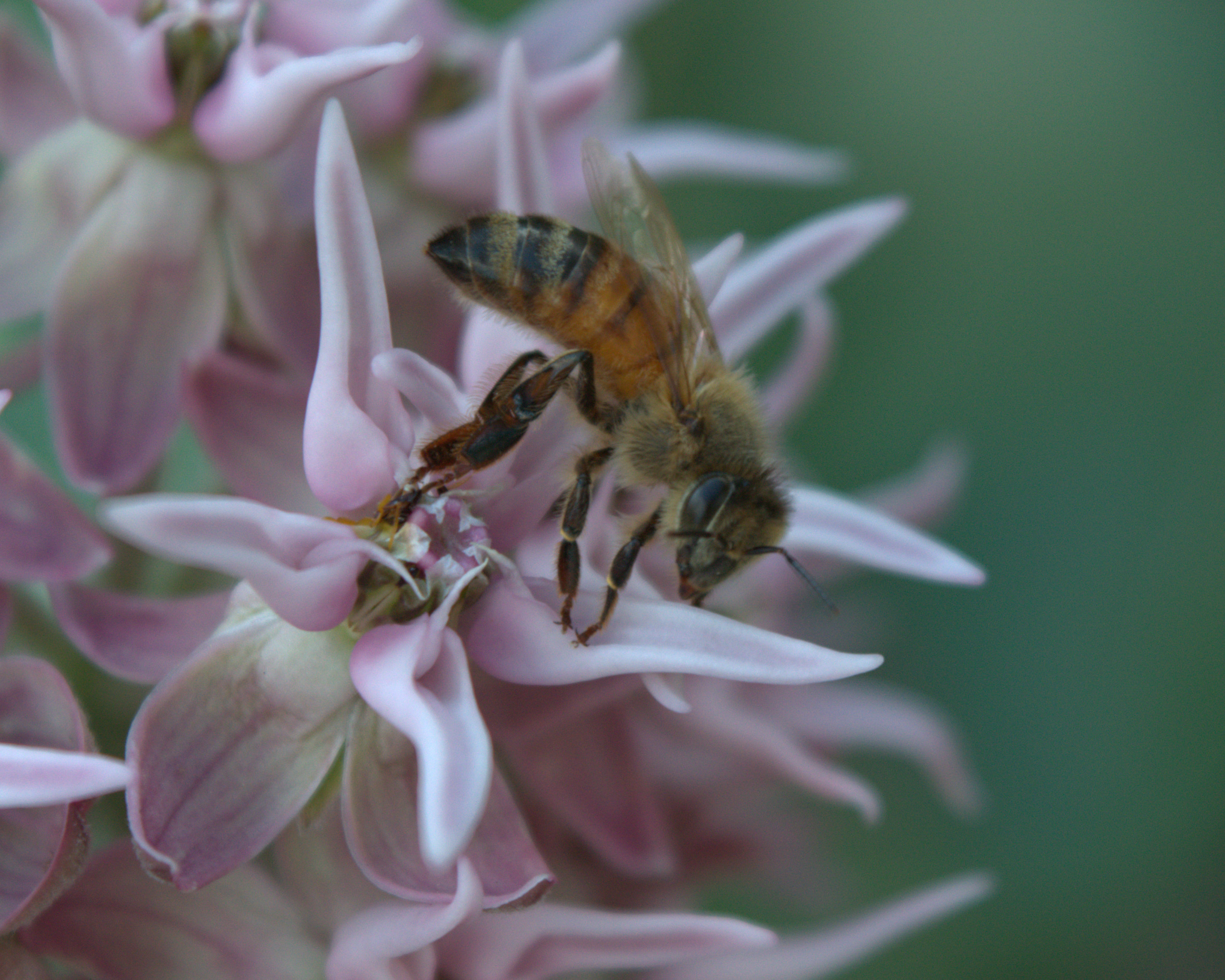 bee caught in mikweed closeup