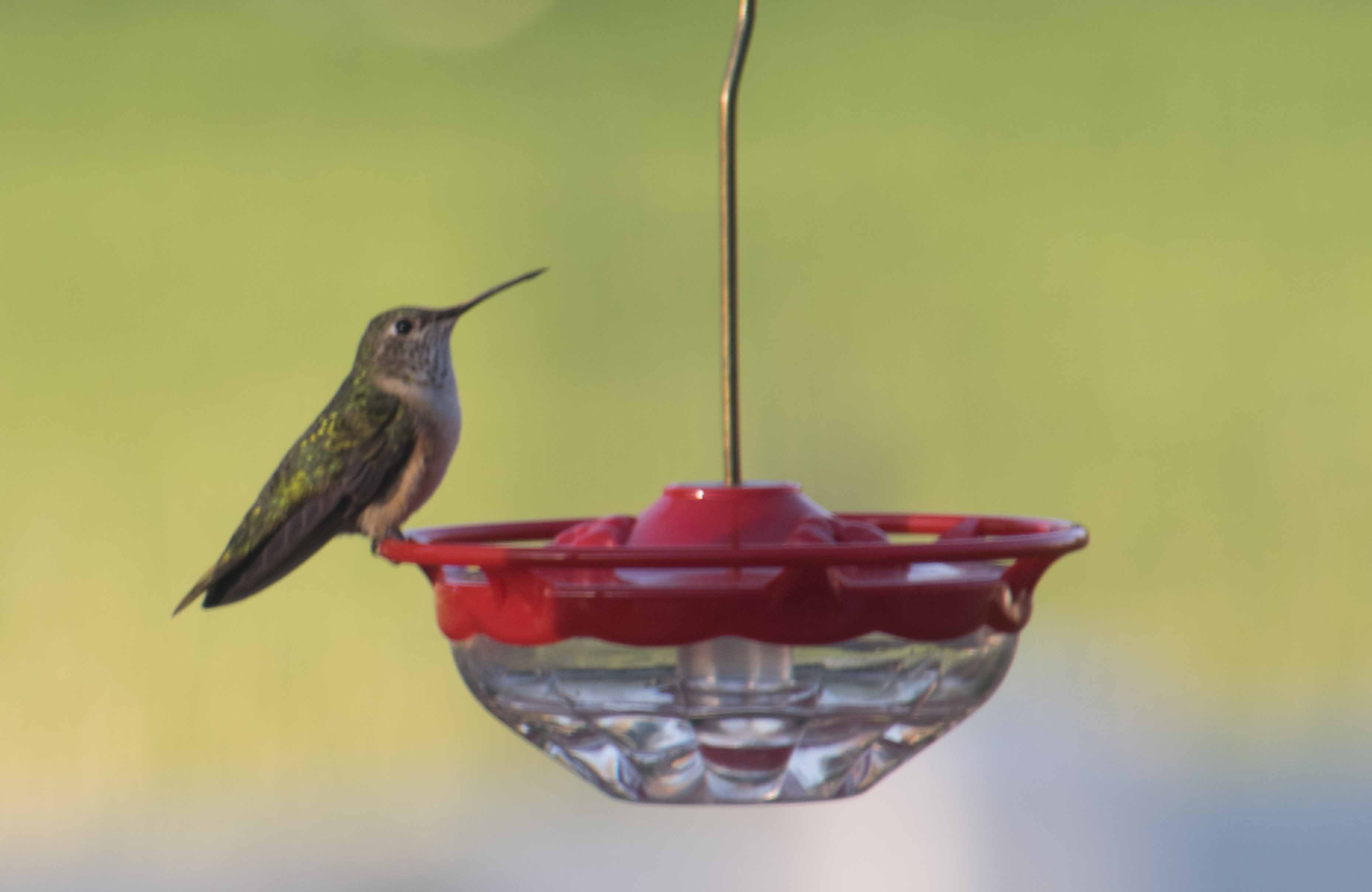 female Broadtailed Hummingbird-1.jpg