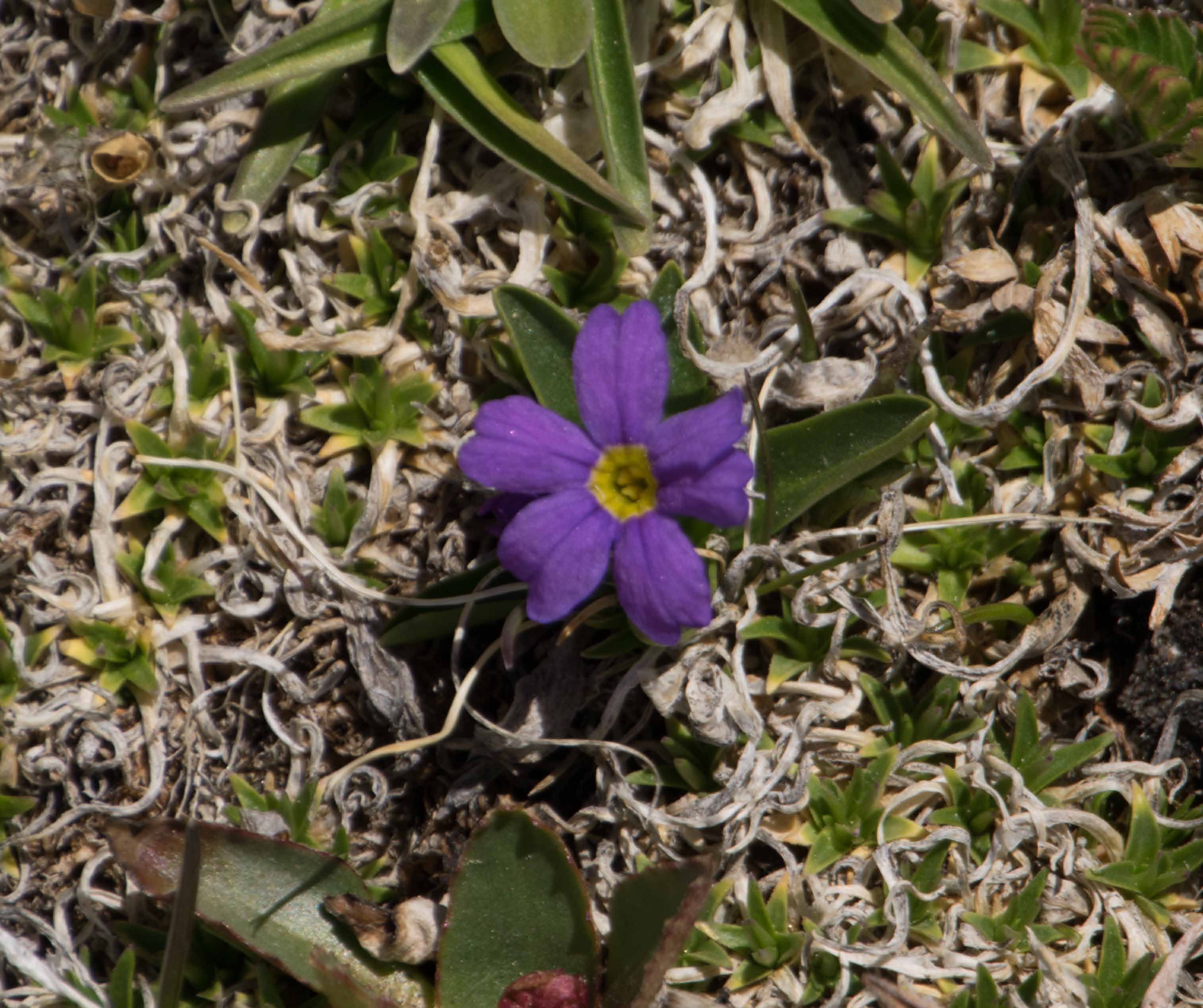 Alpine Primrose-1