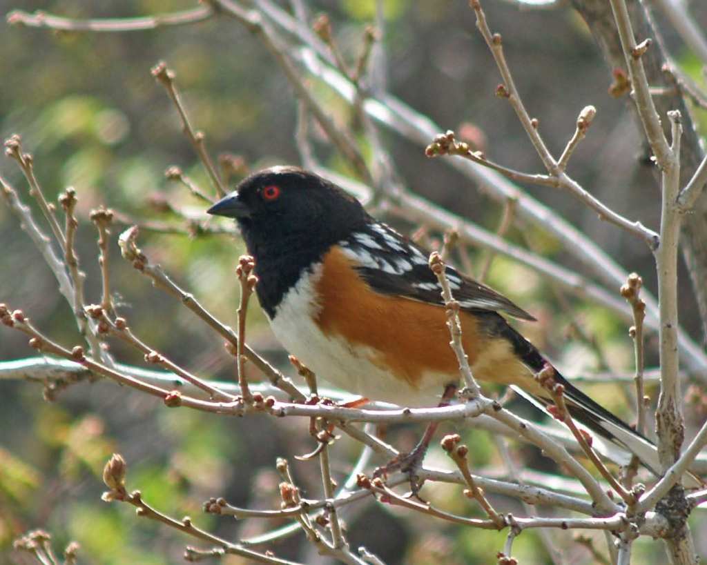 Spotted towhee in Gambel oak-07_edited-1