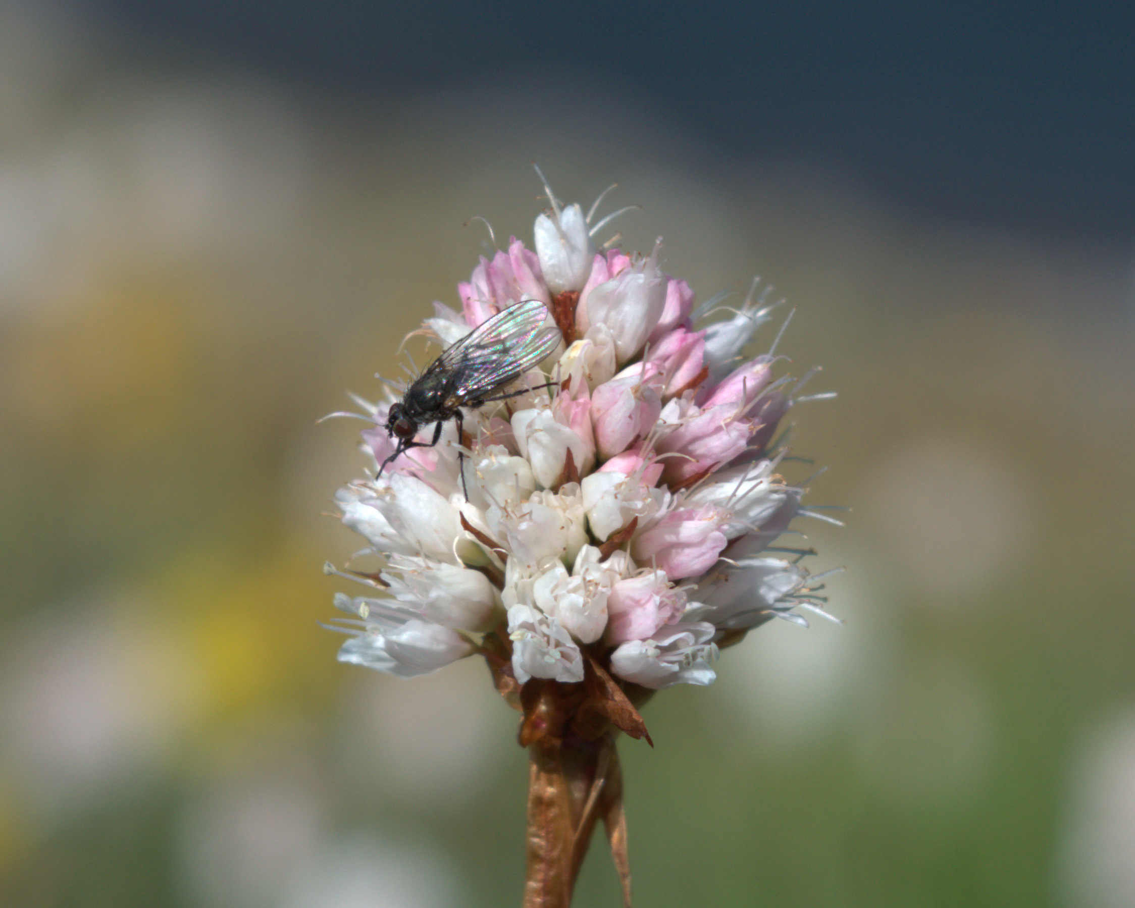 fly on American bistort