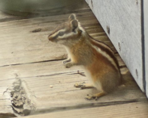 A chipmunk showed up on my back porch recently.