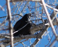 Young raven pulling at a twig. 