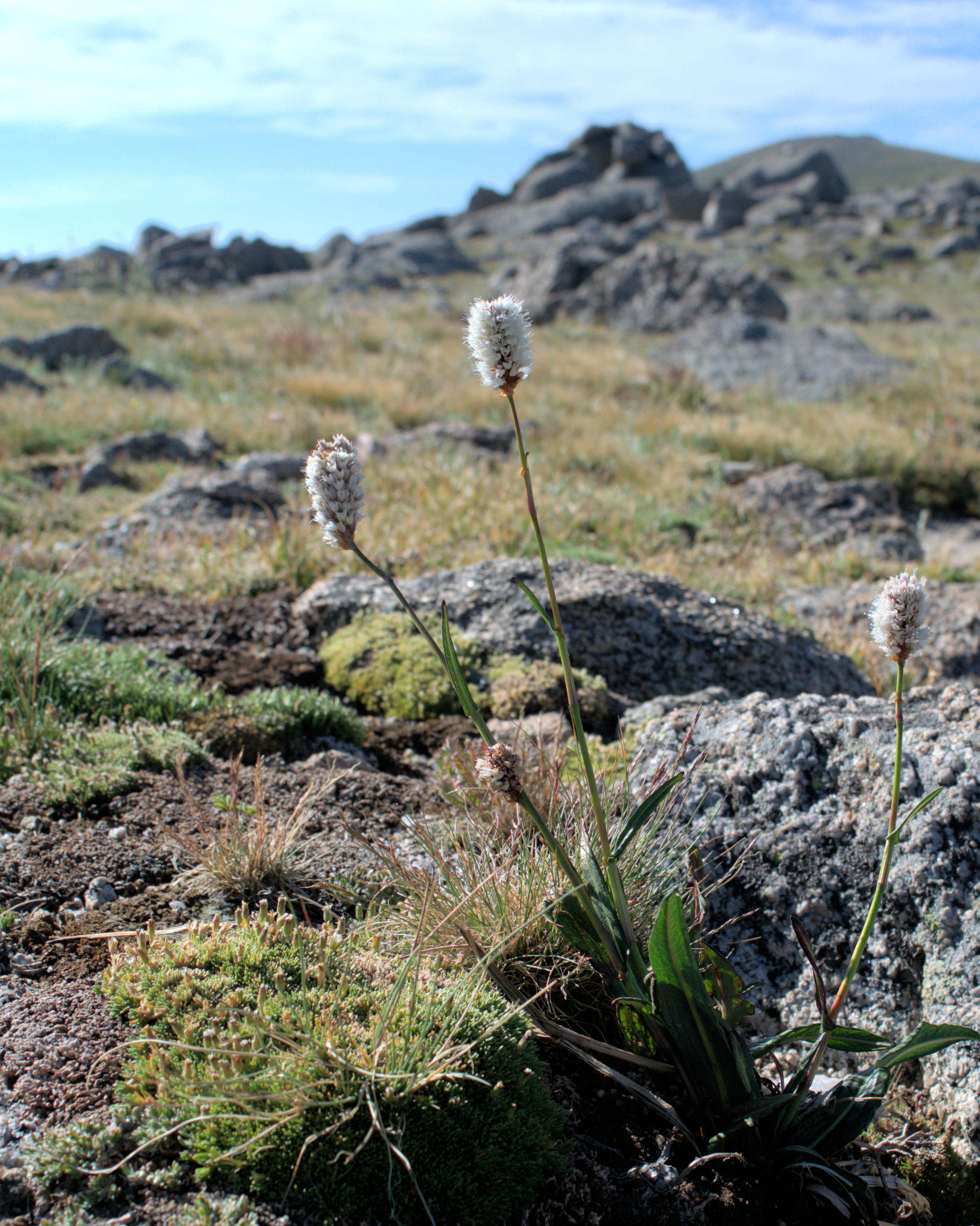 American bistort (3)