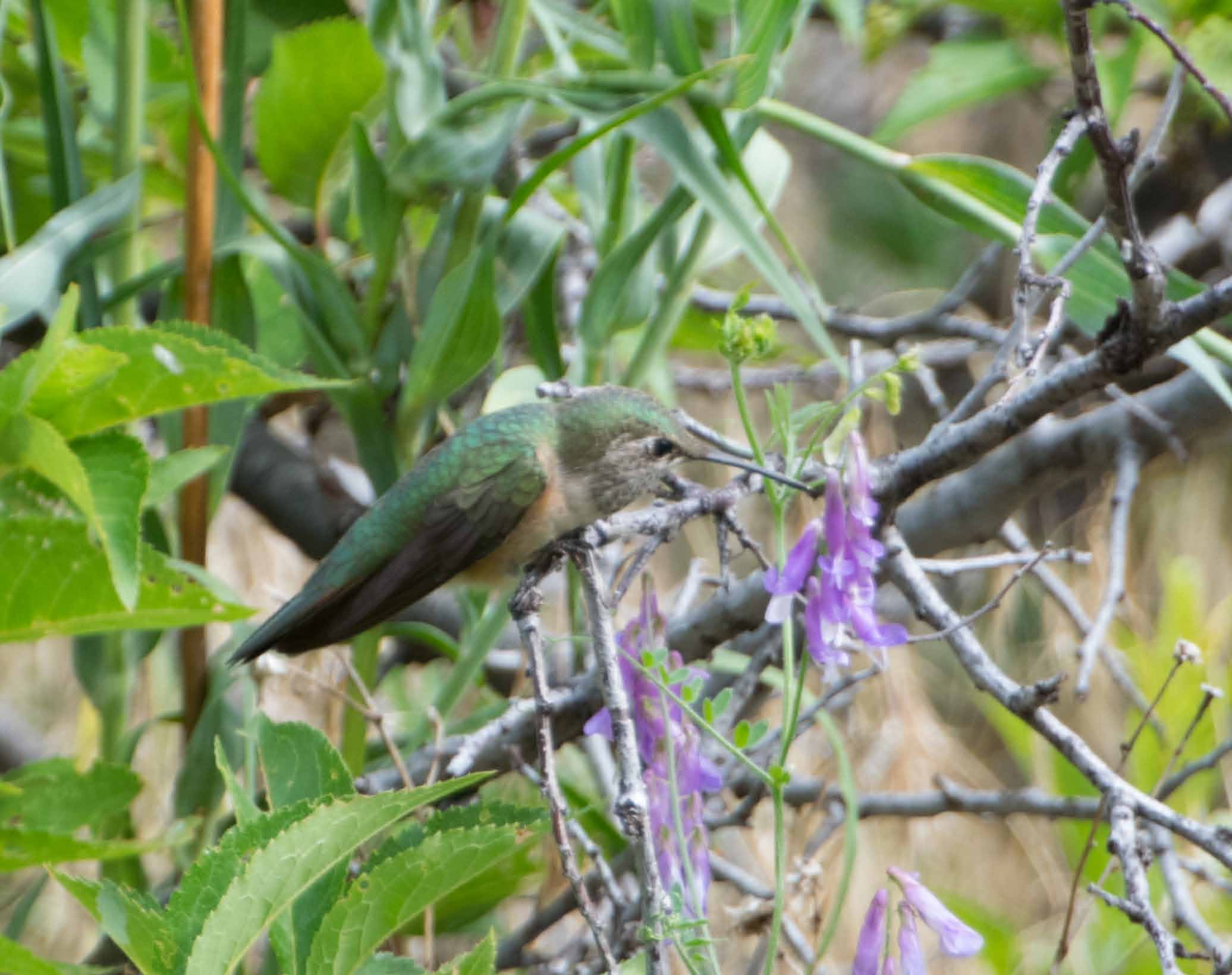 broadtailed hummingbird 5