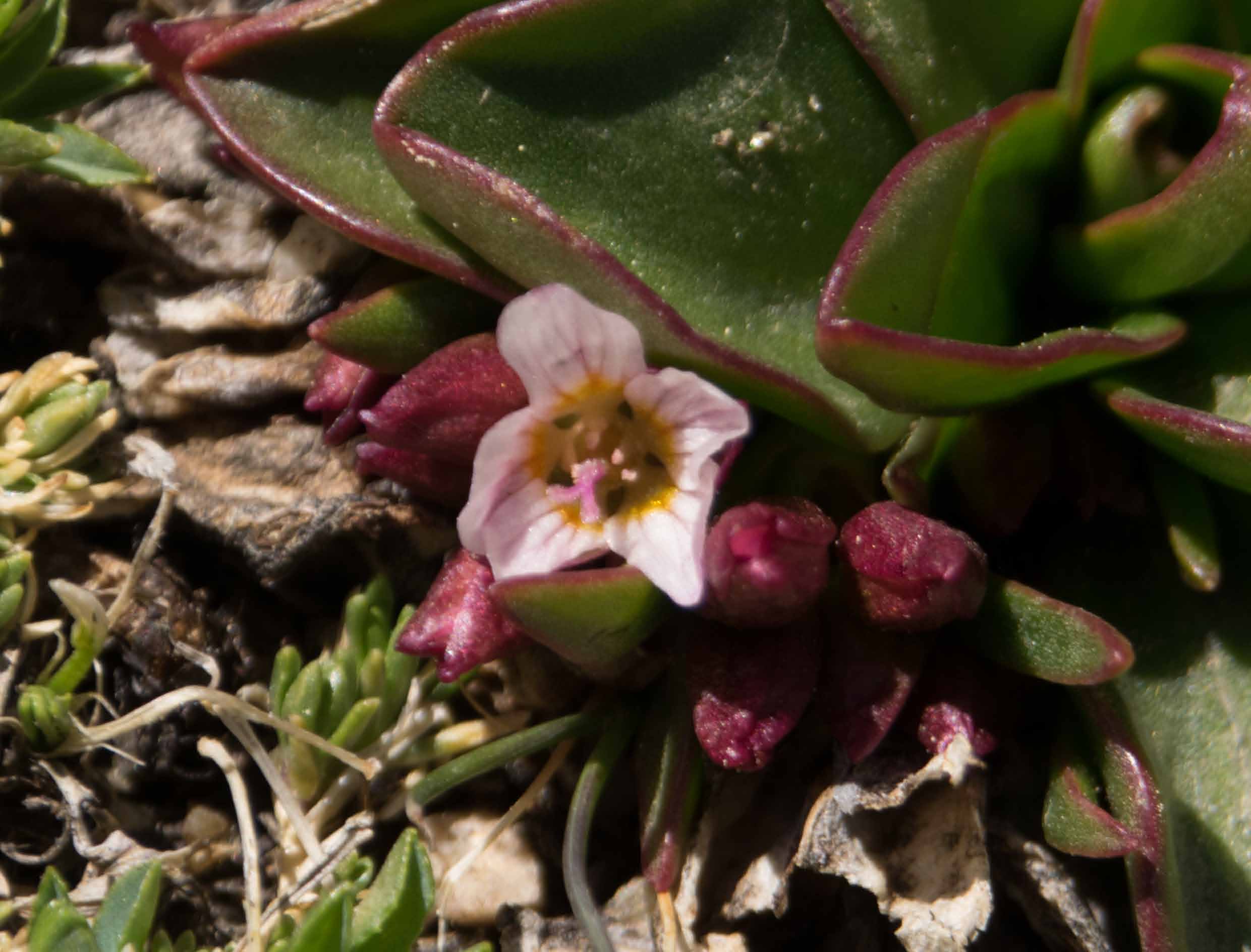 alpine spring beauty