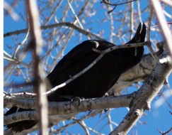 Young raven really taking it's frustration out on the twig.