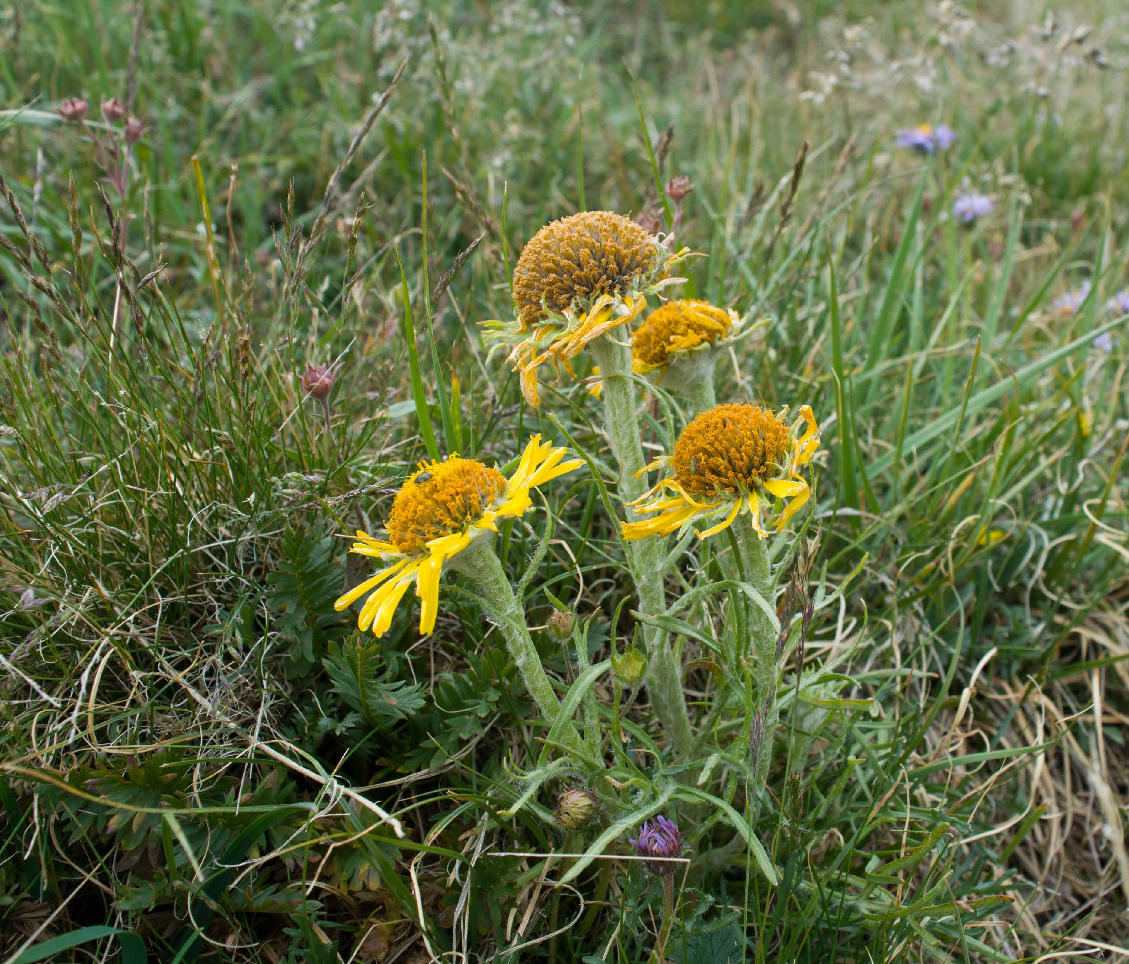 Old-man-of-the-mountain