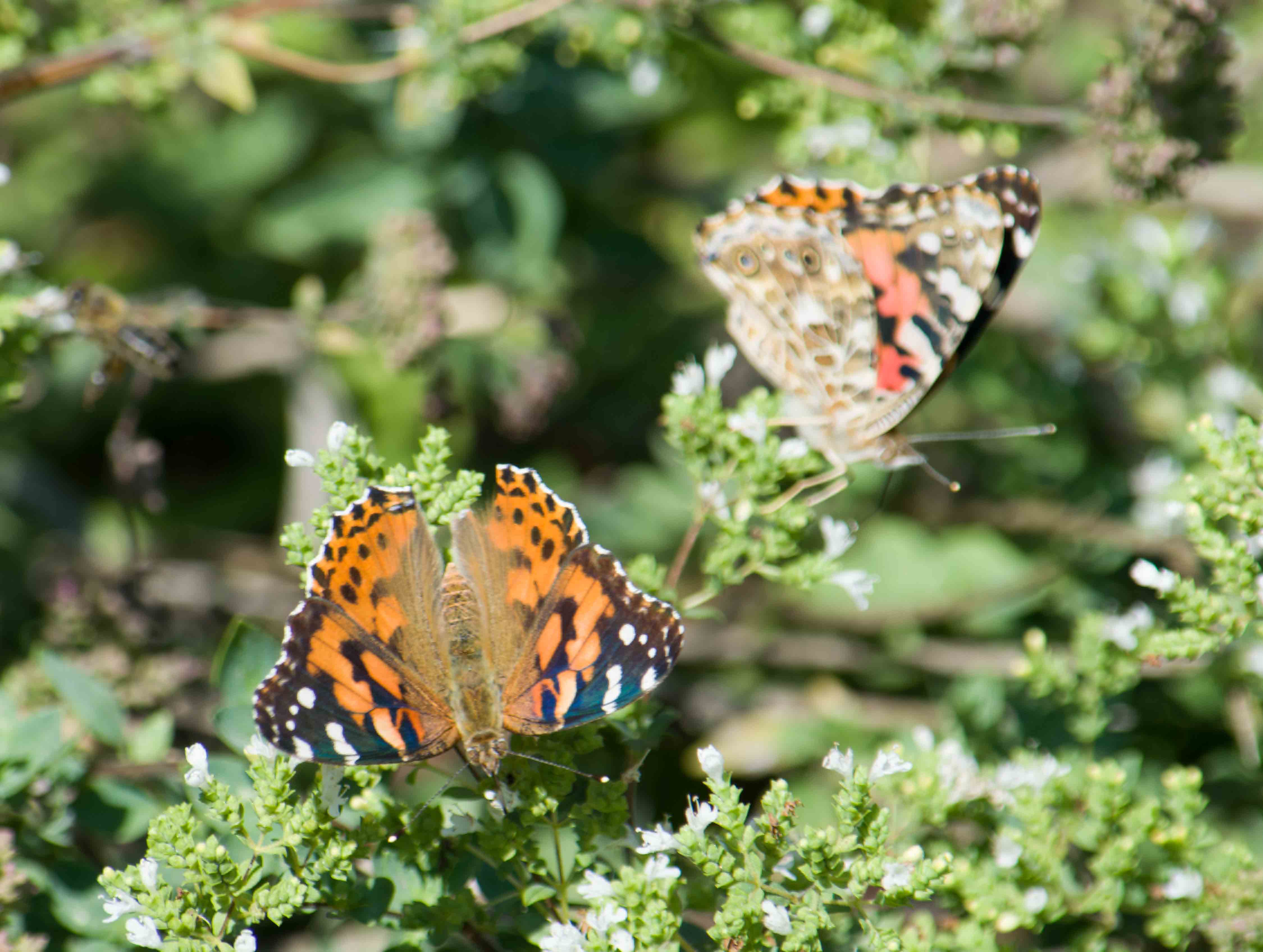 Painted Lady hatch-05