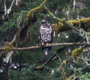 Juvenile bald eagle.