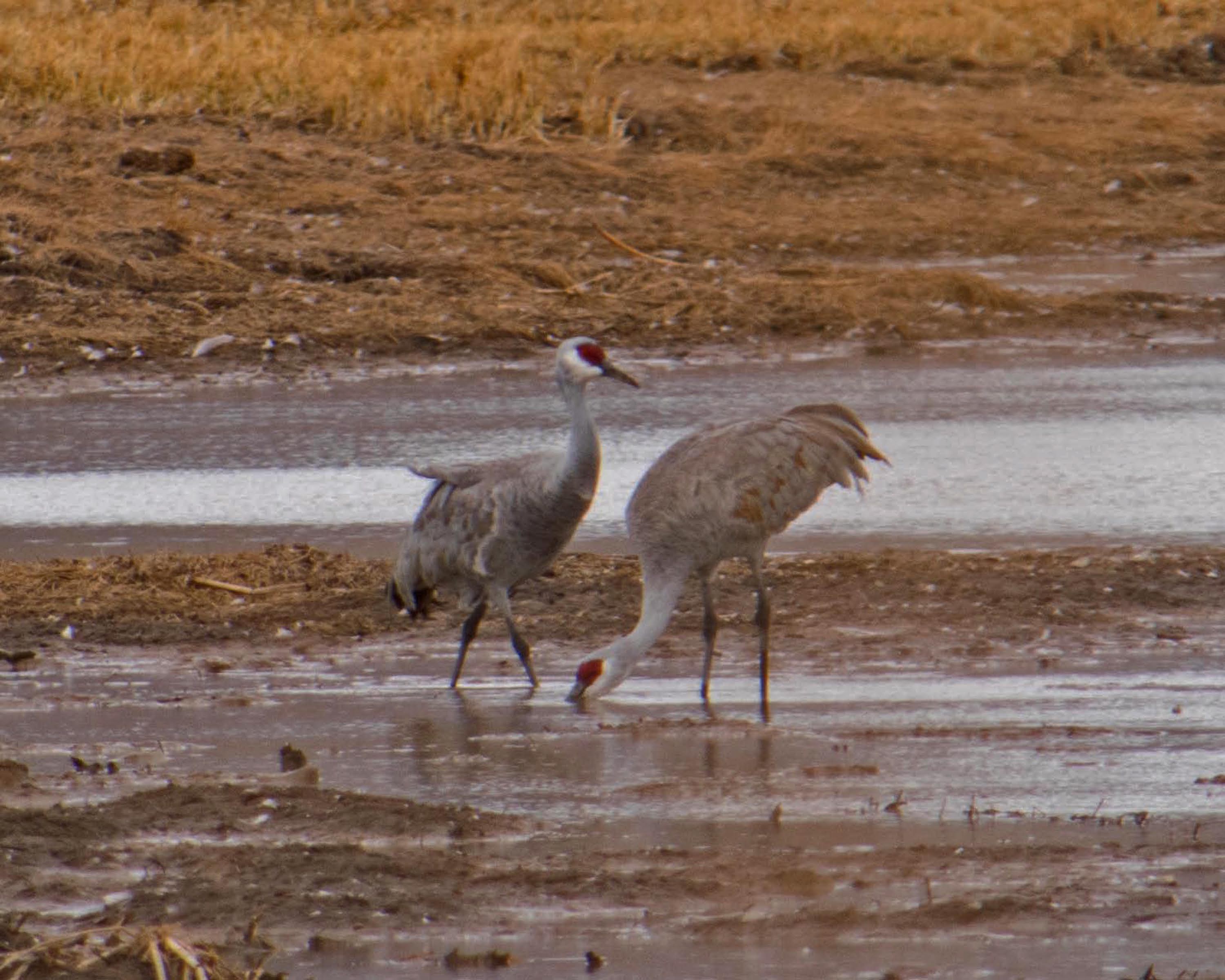 Sandhills drinking from marsh-3_edited-1