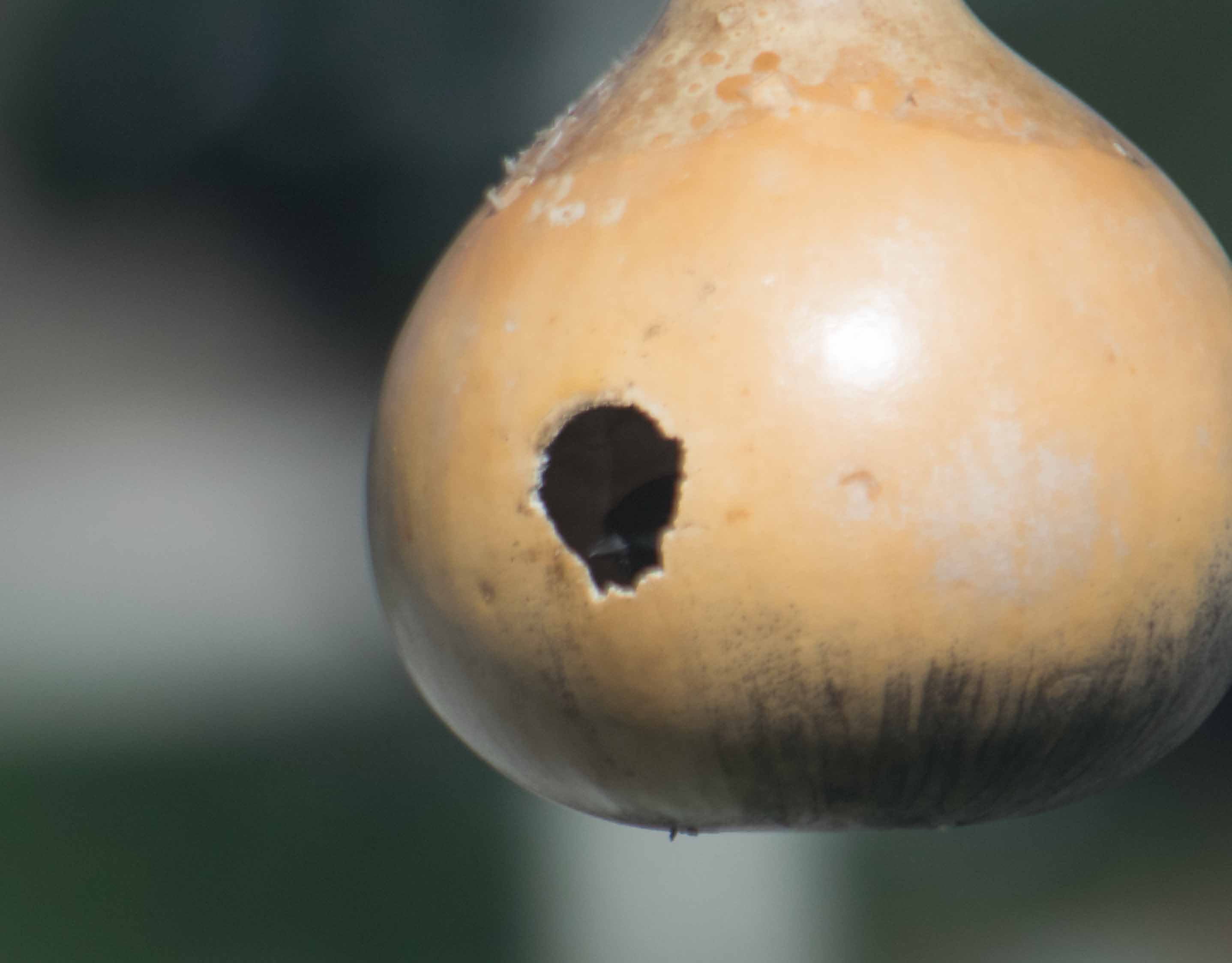 black-capped chickadee-7