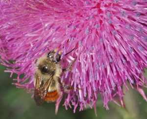 Bee in thistle-07_edited-1