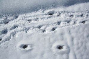 Dog prints at top of picture, coyote prints at bottom.