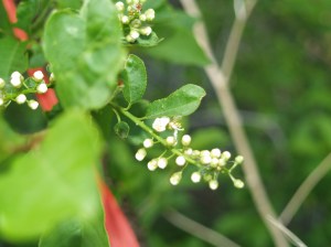 Chokecherry ready to bloom. Notice that the tiny flowers are still folded up on most of the blossoms.