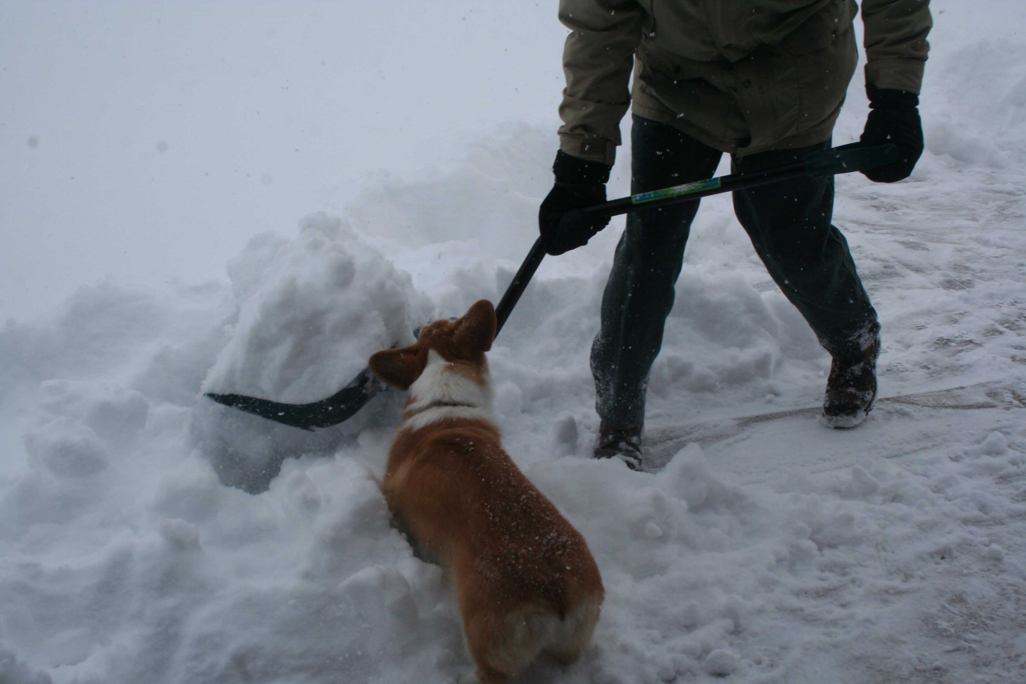 Darwin in the snow-09