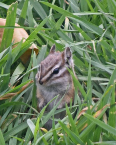 A suburban lawn doesn't offer the seeds or nuts that a chipmunk eats. Nor does it offer bare ground in which a chipmunk caches its food.