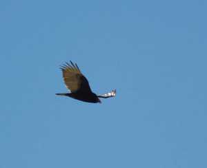 Migrating turkey vulture