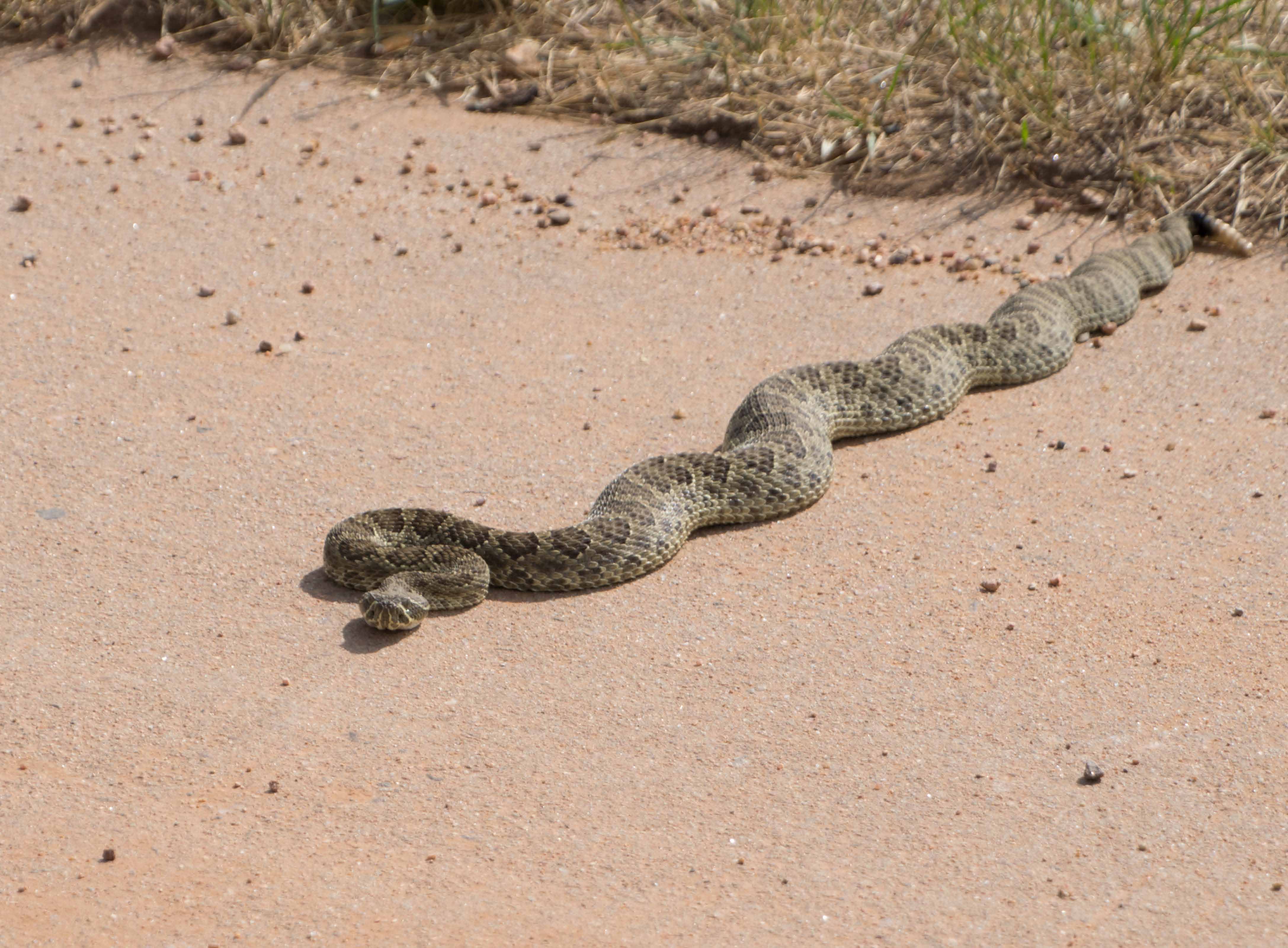 Rattlesnake-6