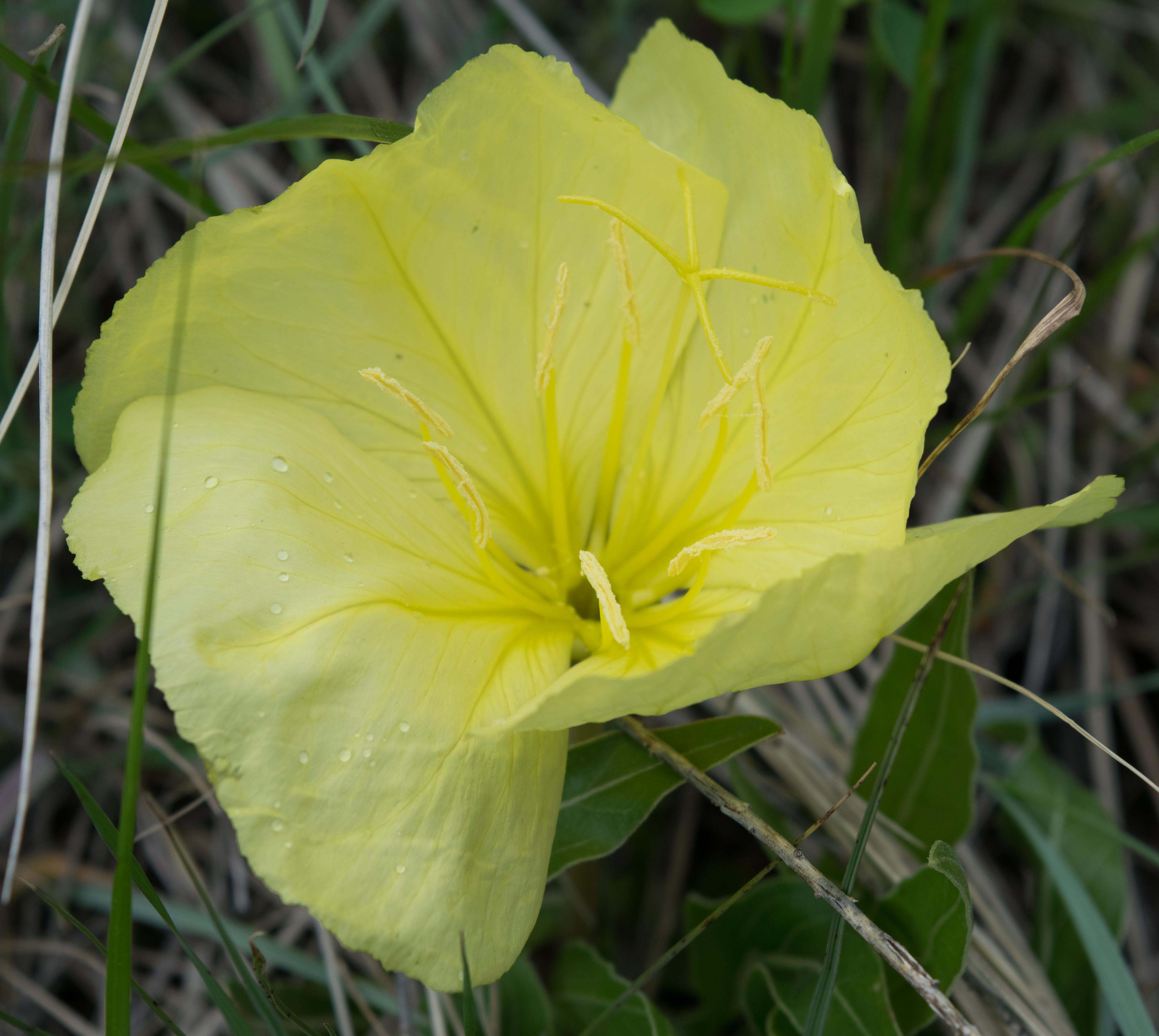 yellow stemless evening primrose