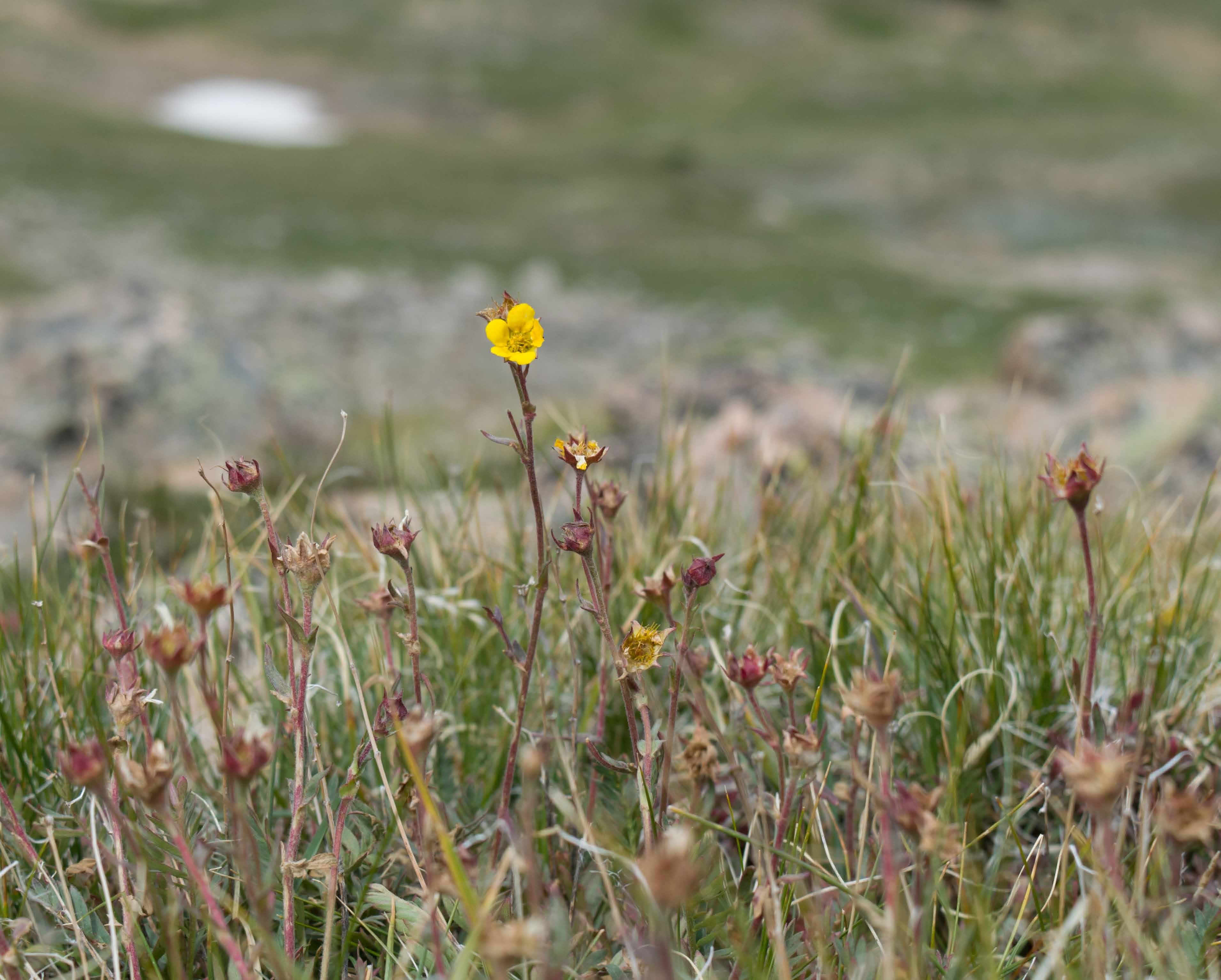 alpine avens