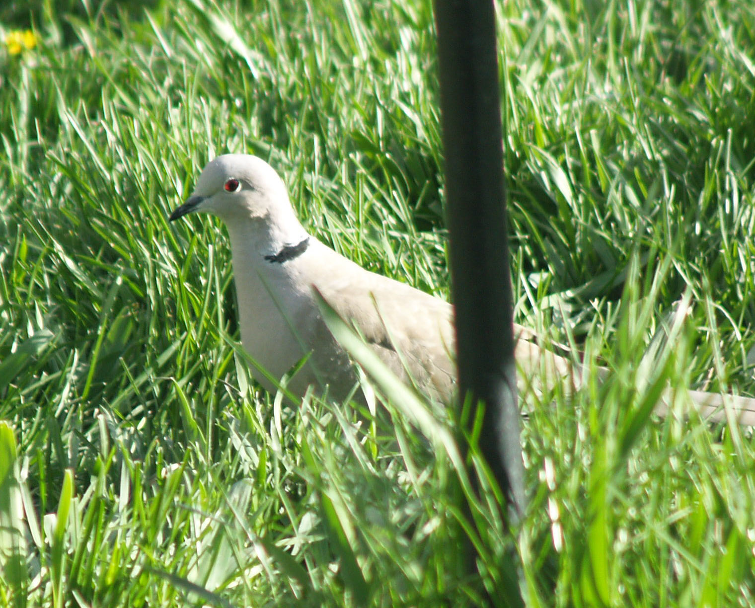 Eurasian Collared Dove-3_edited-1.JPG