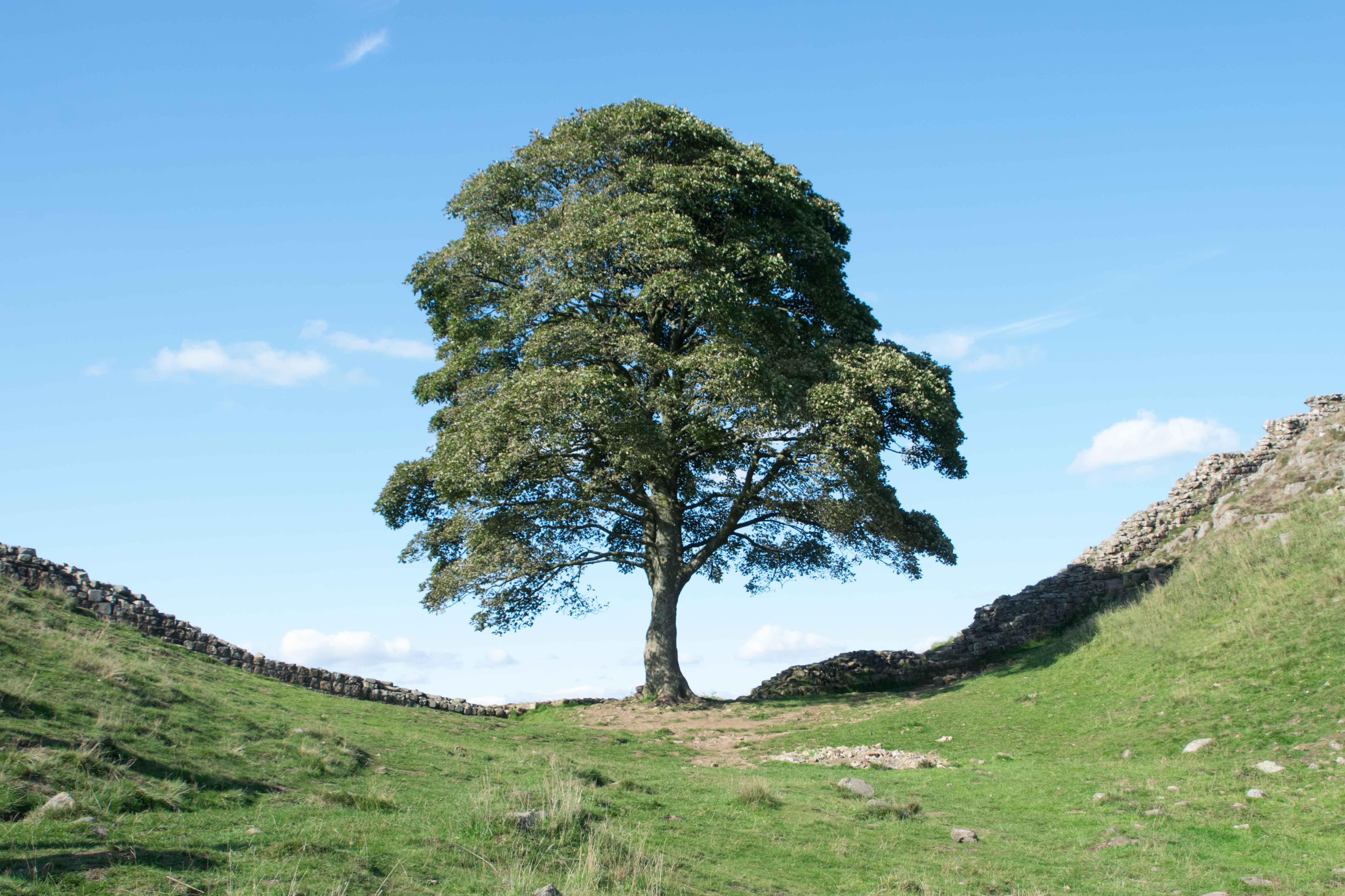 Sycamore Gap