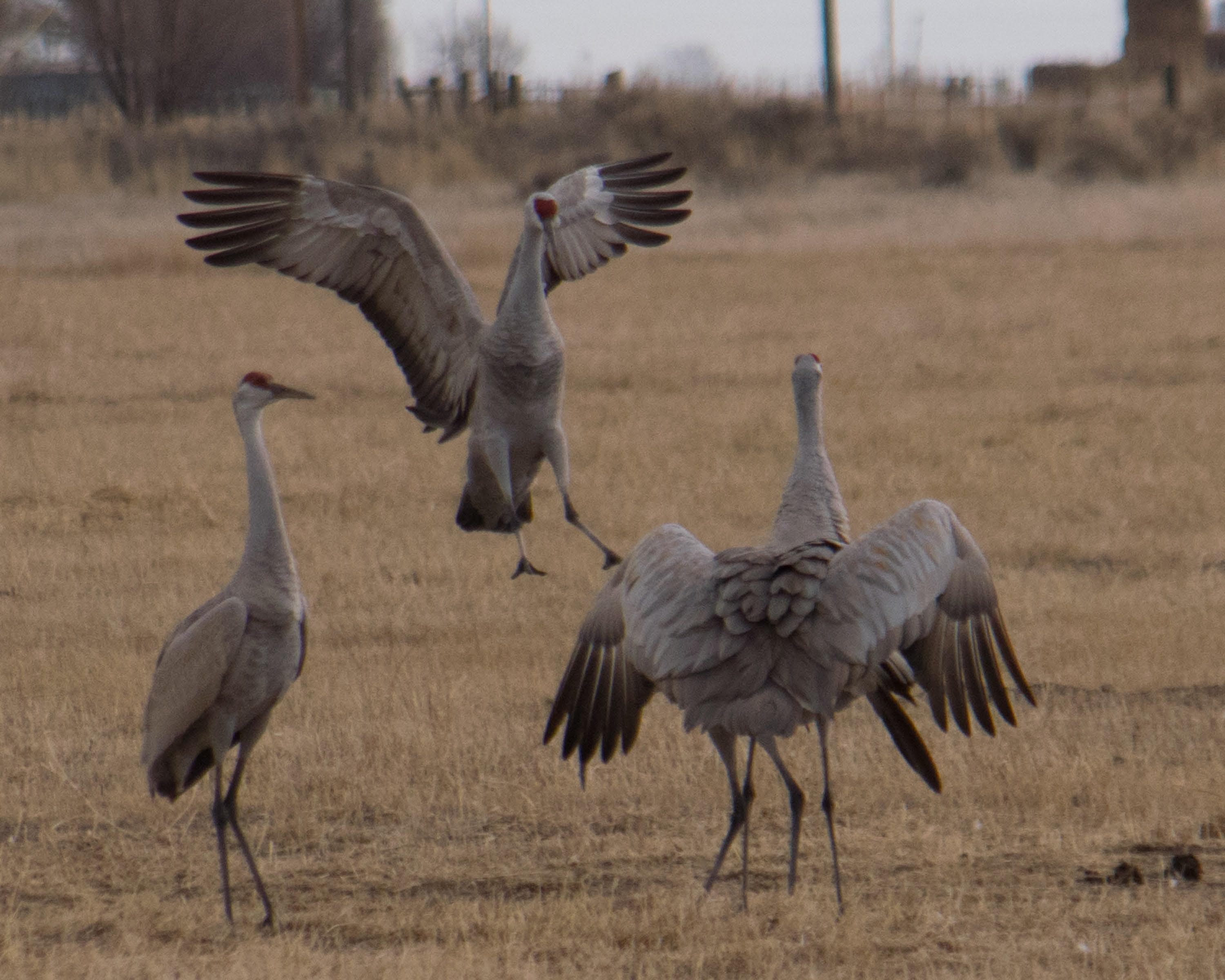 dancing sandhills-5-1_edited-1