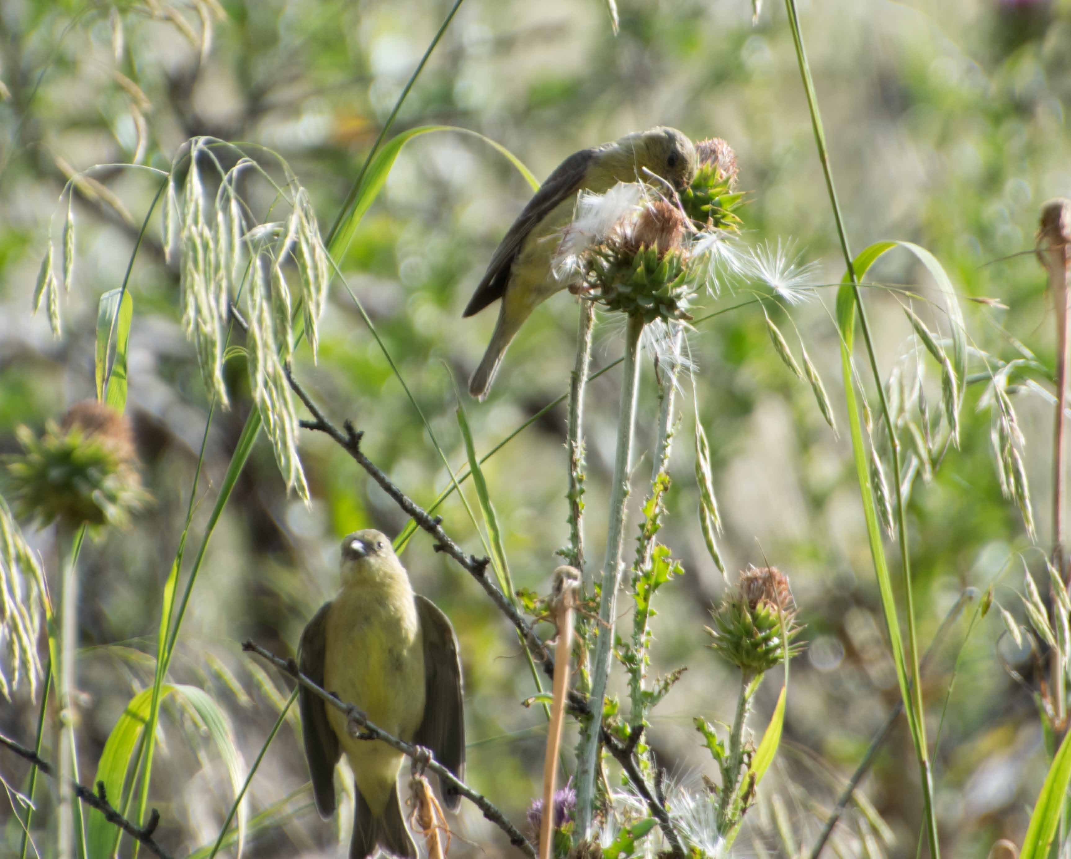 Mama & juv lesser goldfinches-07
