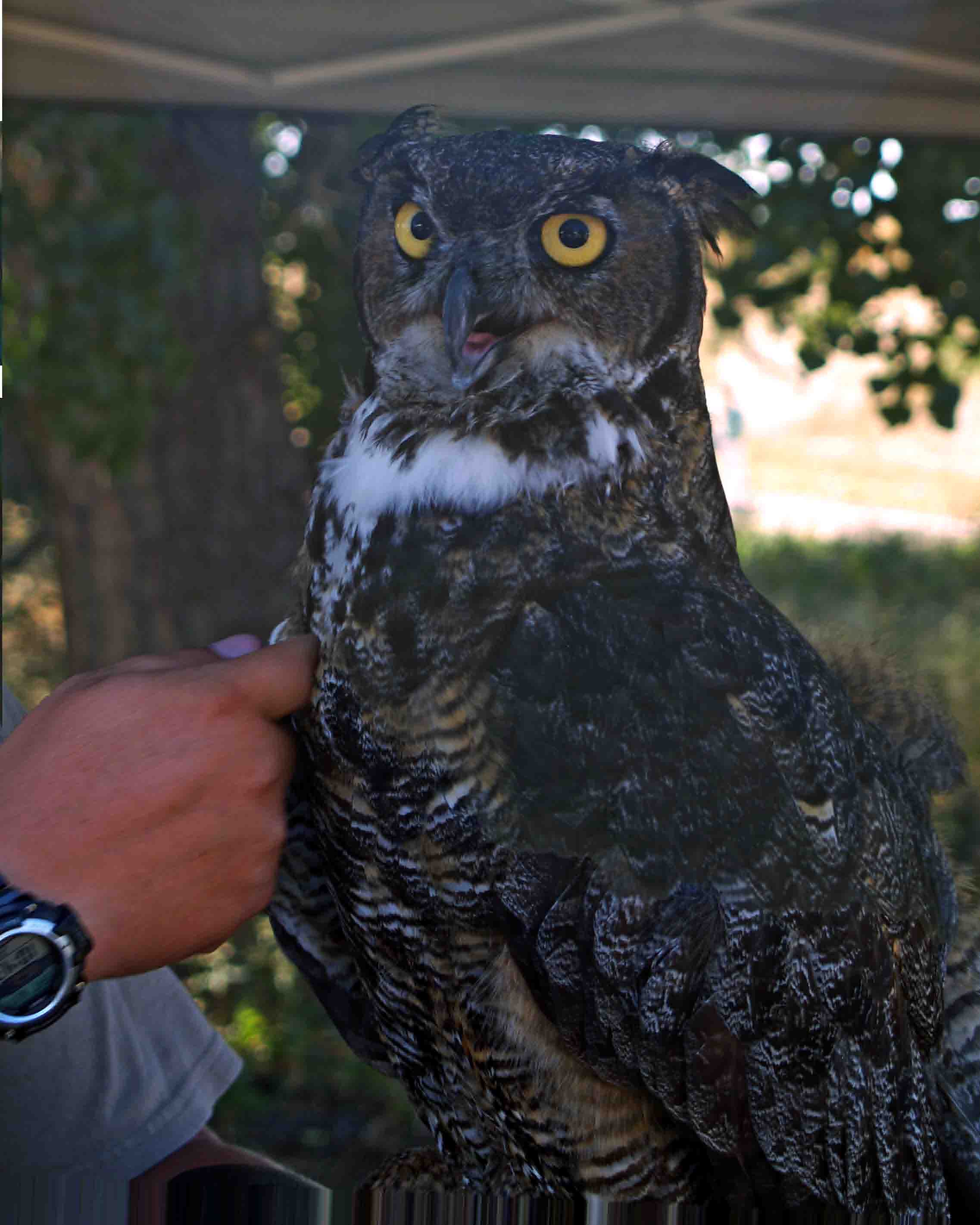 Owl feather depth_edited-2