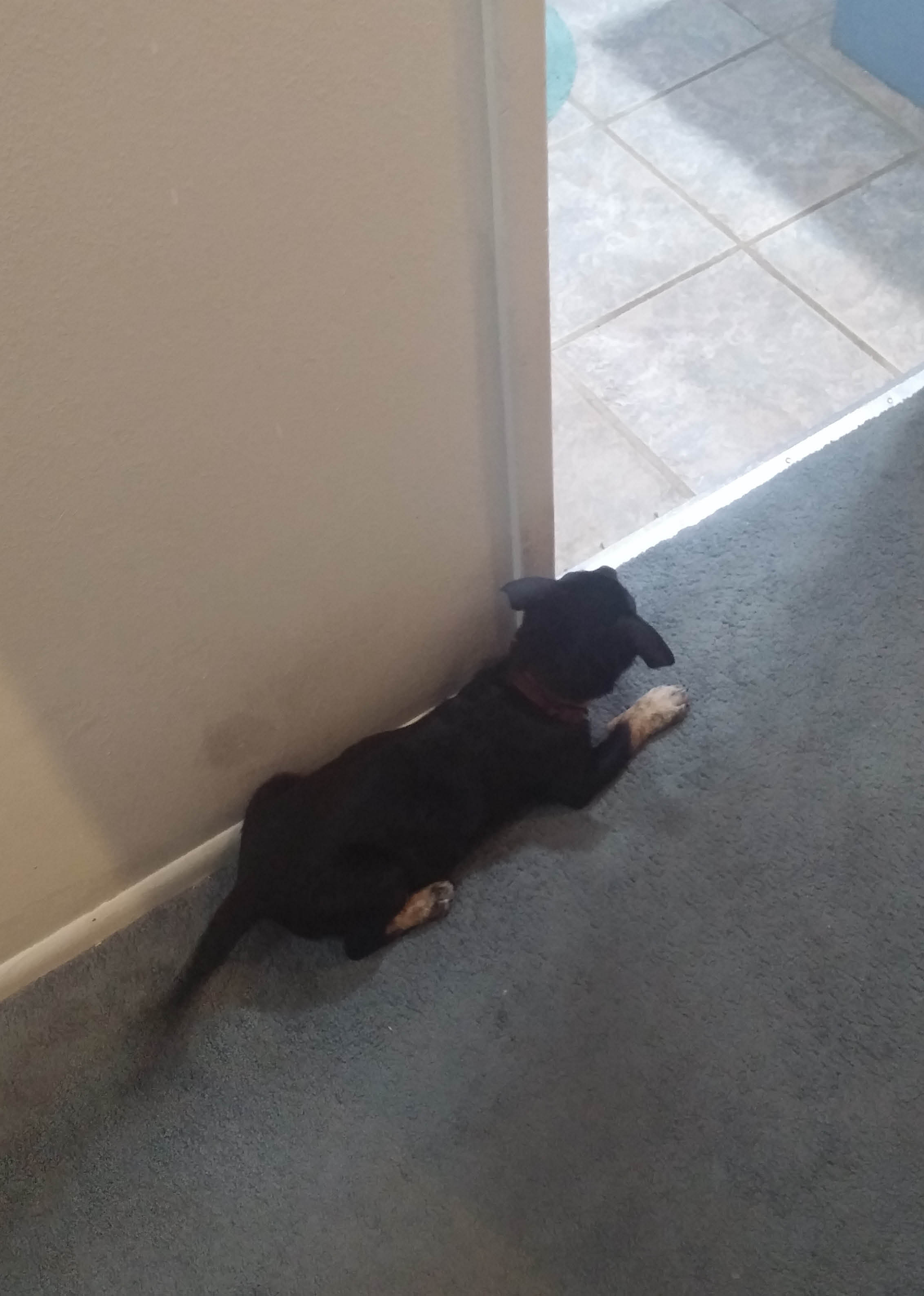 tegan-wants-to-play-2